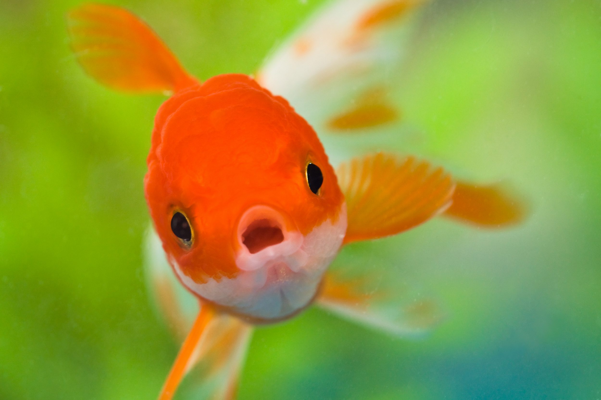 animal, goldfish, fish