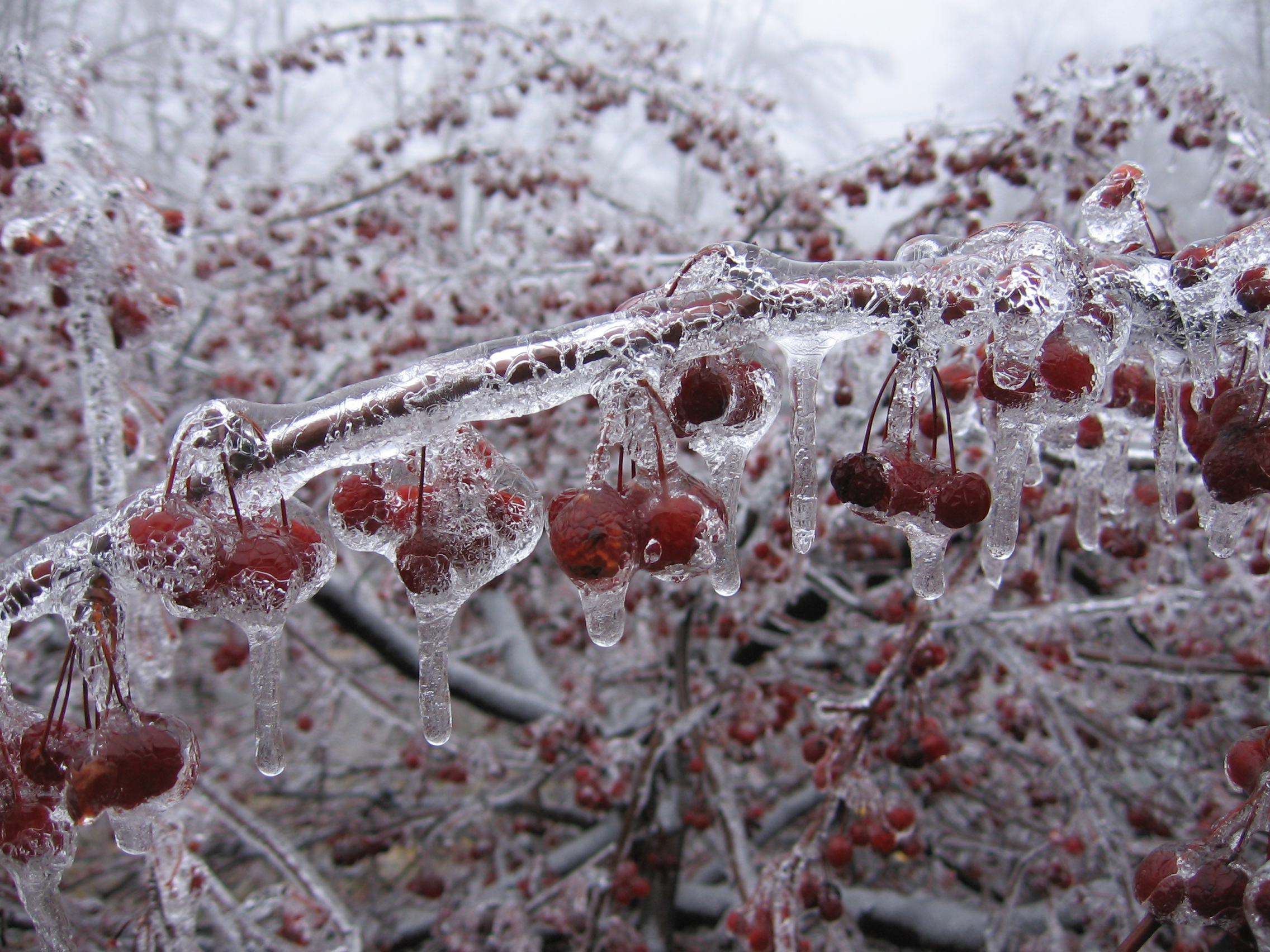Baixe gratuitamente a imagem Inverno, Terra/natureza na área de trabalho do seu PC