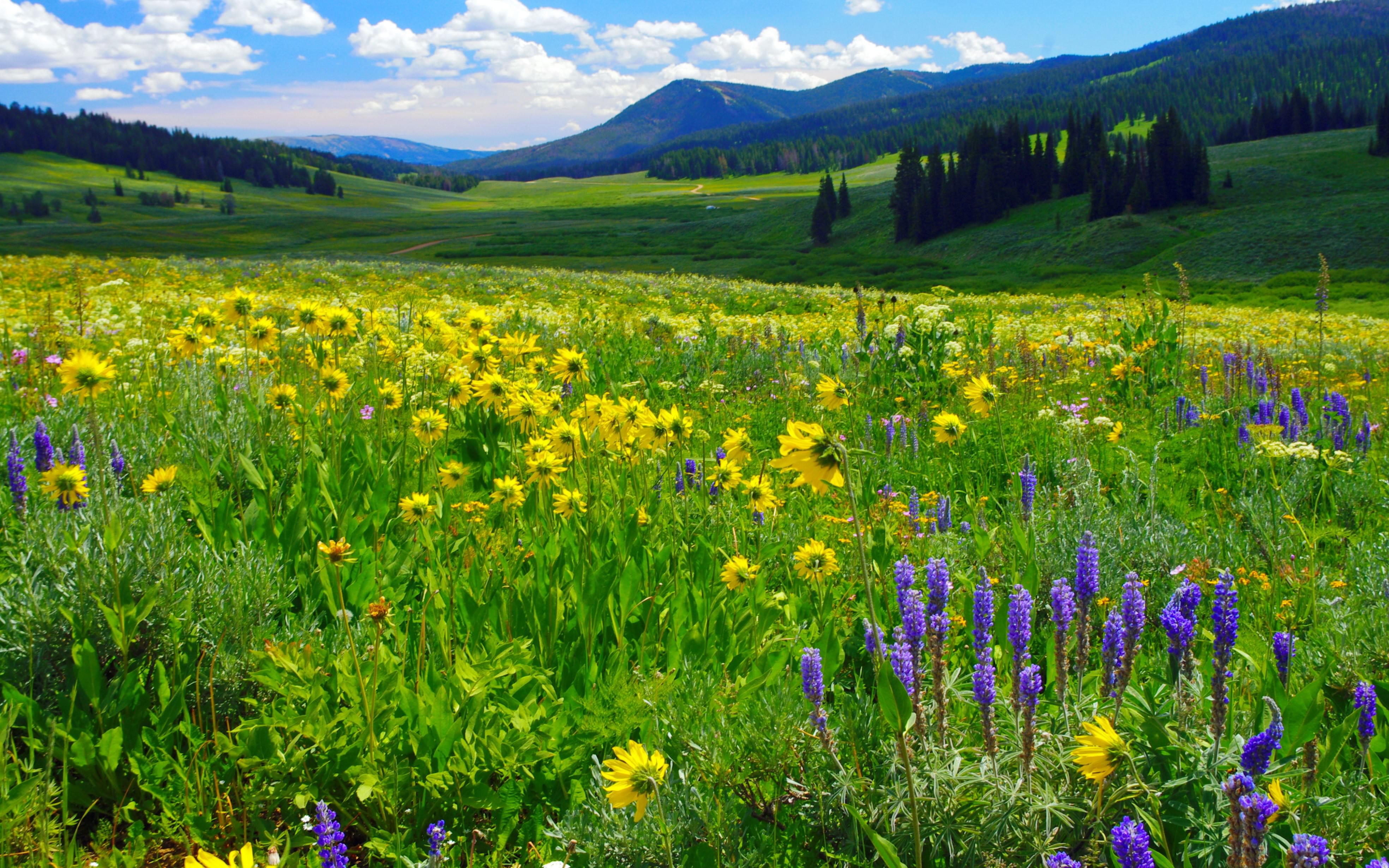 Download mobile wallpaper Landscape, Mountain, Flower, Earth, Field, Meadow for free.