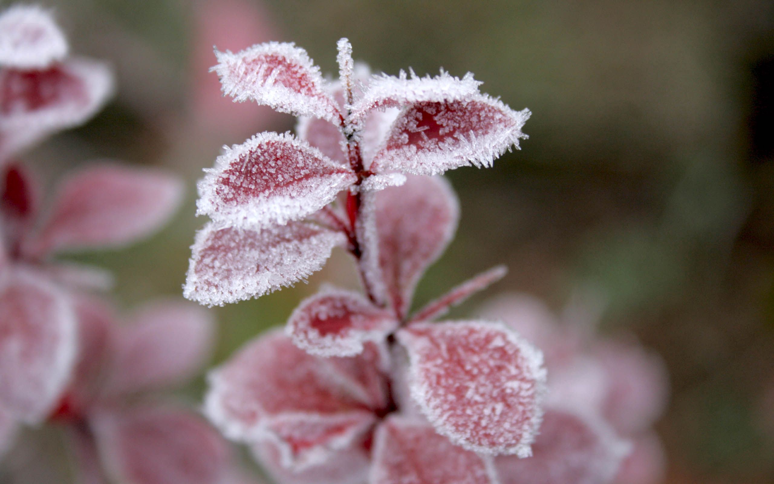 PCデスクトップに冬, 自然, 草, 葉, 霜, 雪画像を無料でダウンロード
