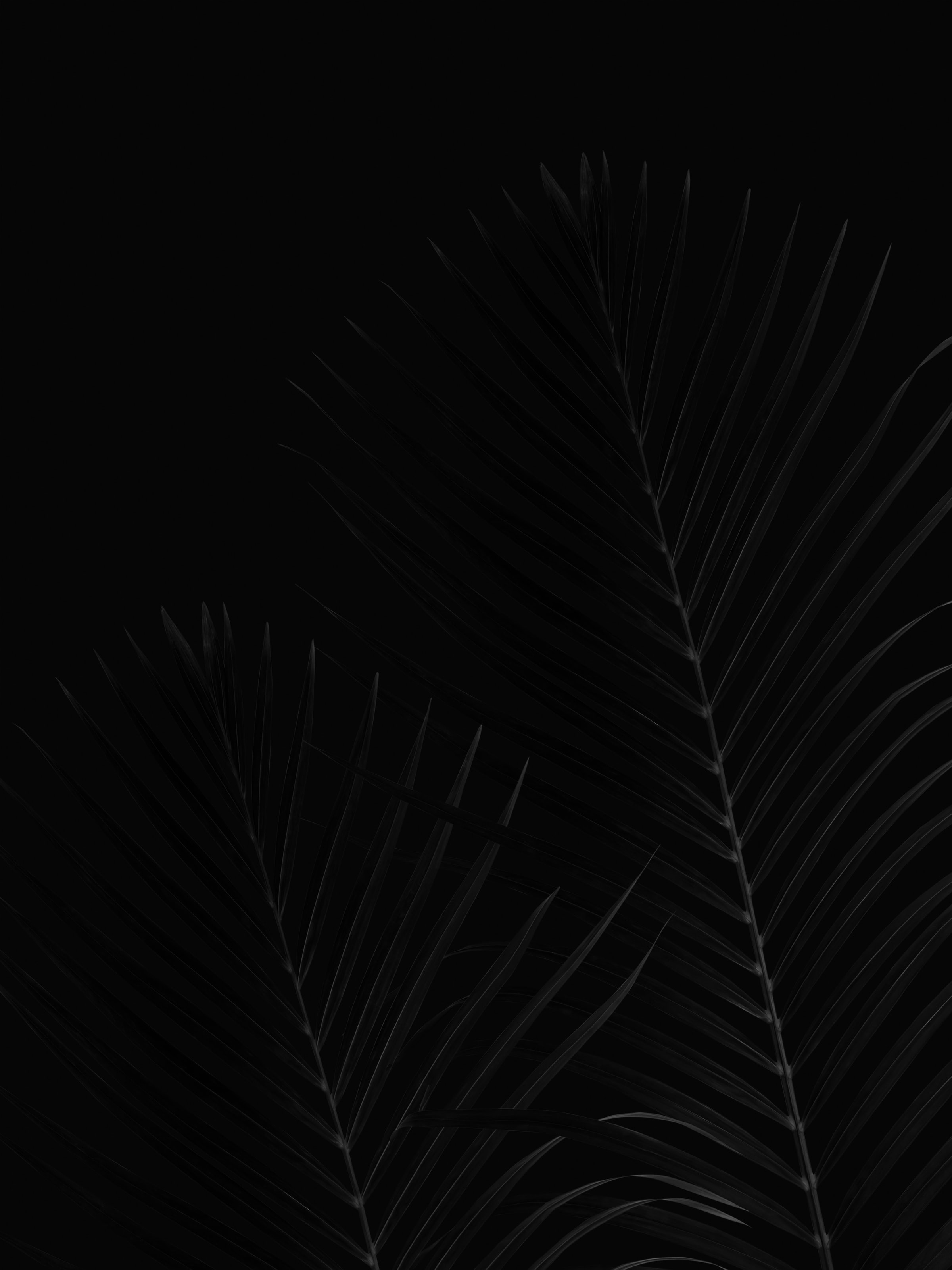 Free download wallpaper Leaves, Palm, Branches, Bw, Chb on your PC desktop