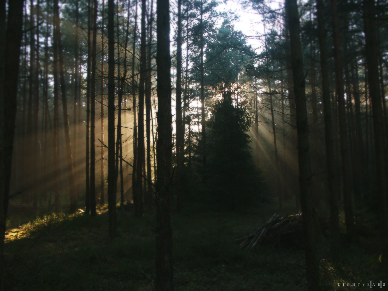 Free download wallpaper Nature, Forest, Tree, Earth, Sunbeam on your PC desktop