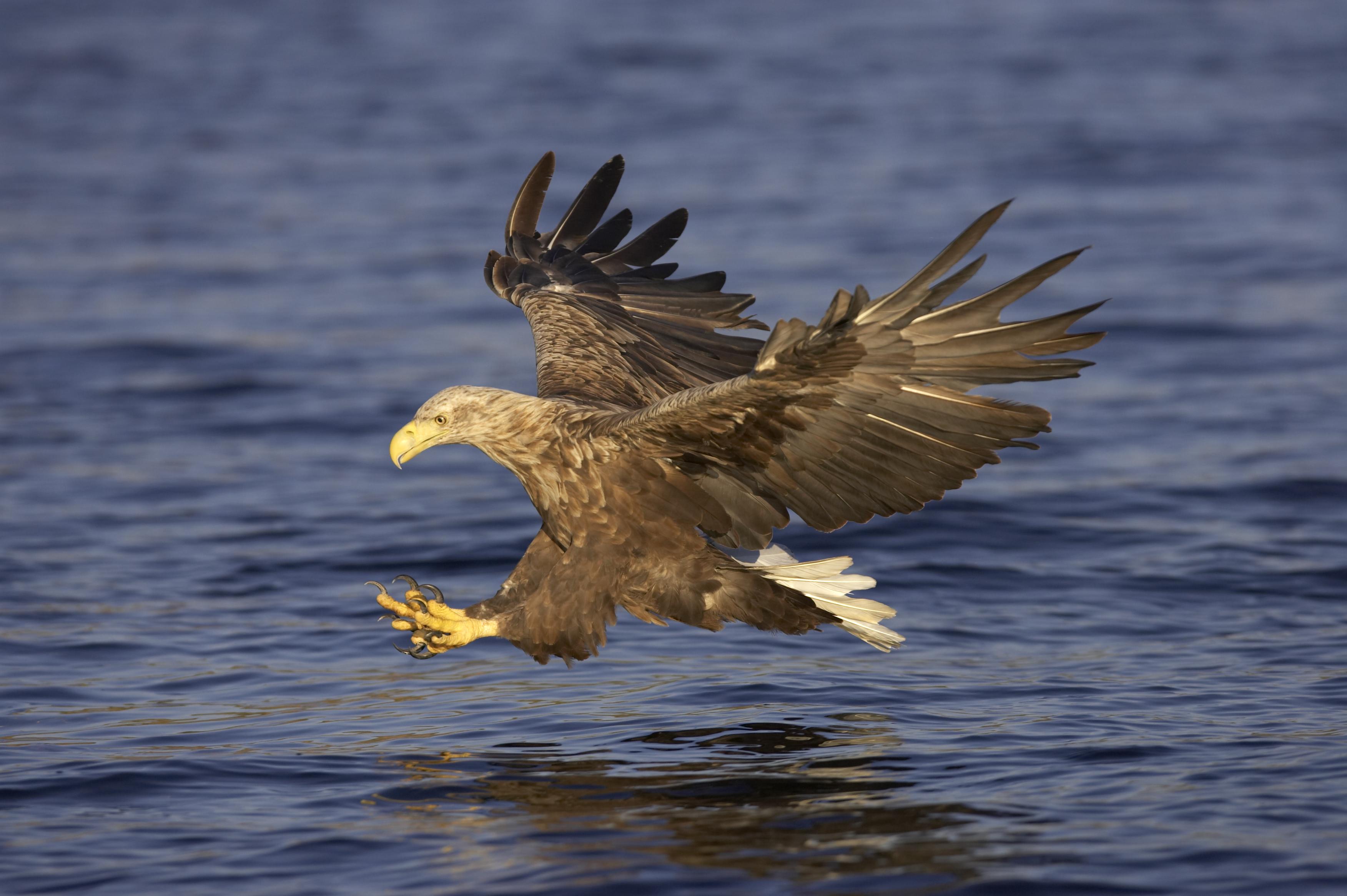 352413 descargar imagen animales, águila de cola blanca, aves: fondos de pantalla y protectores de pantalla gratis