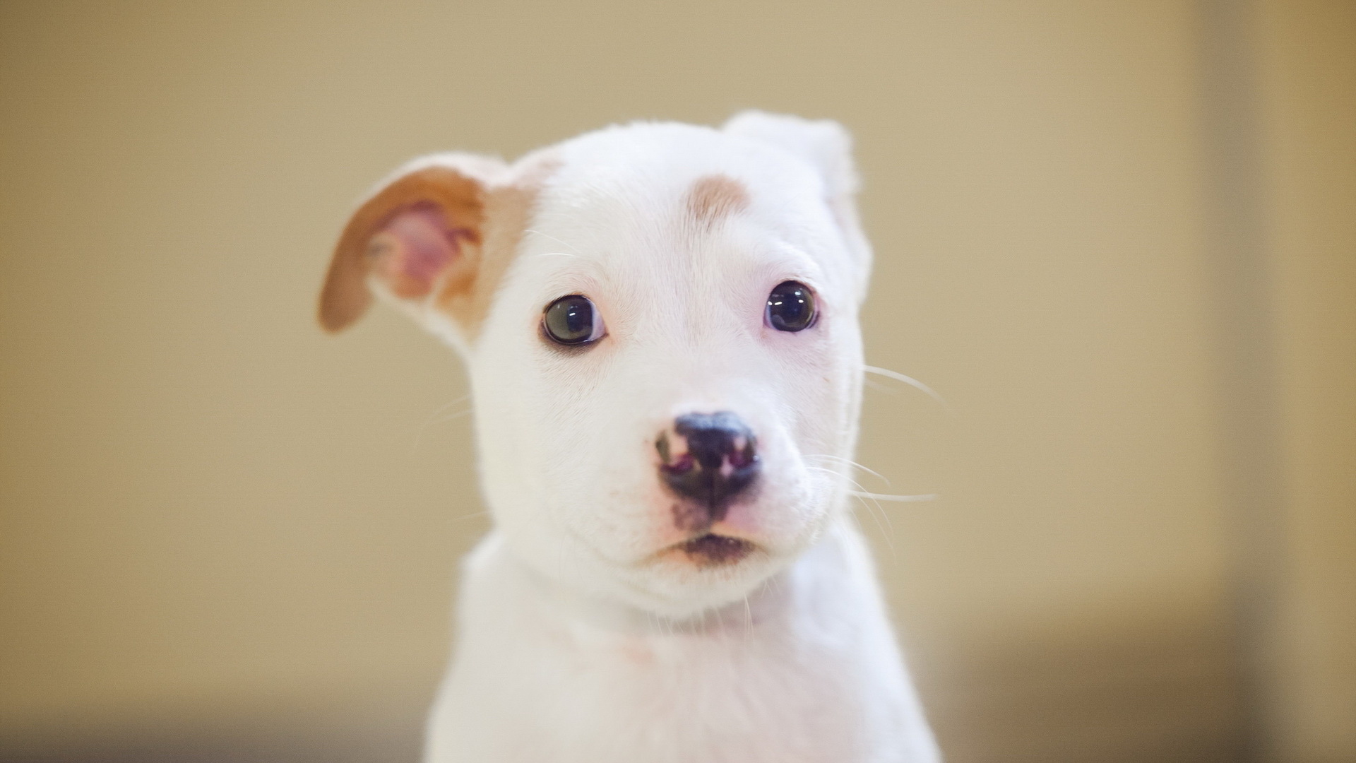 Baixar papel de parede para celular de Animais, Cães, Filhote gratuito.