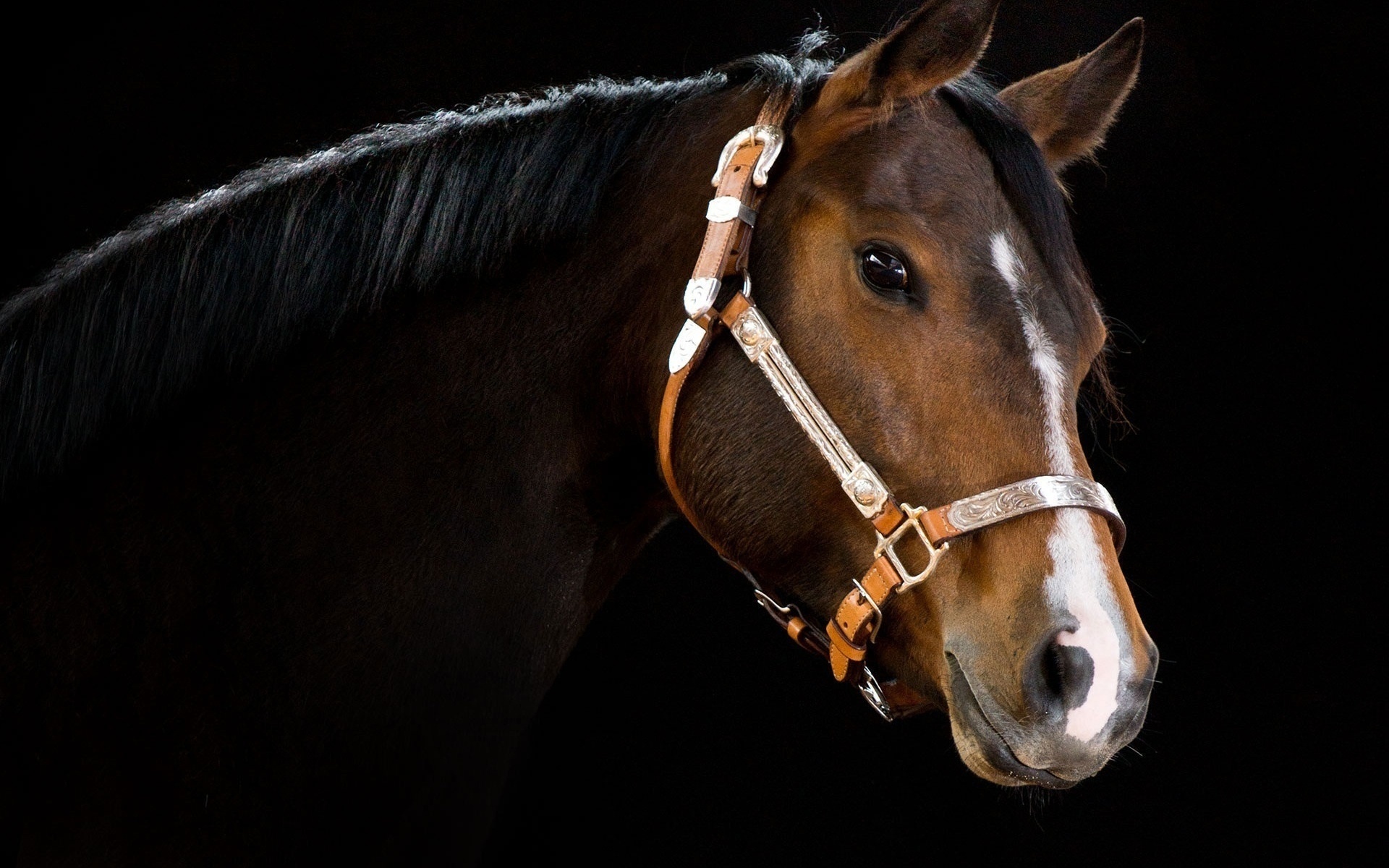 Descarga gratuita de fondo de pantalla para móvil de Animales, Caballo.