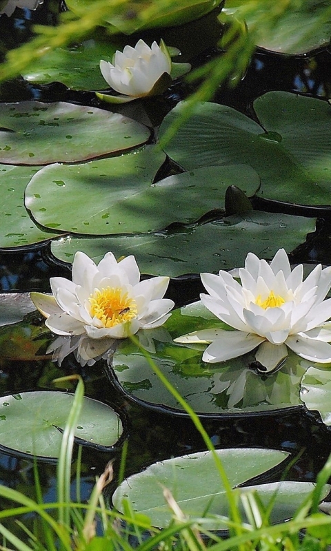 Téléchargez des papiers peints mobile Fleurs, Nénuphar, Terre/nature gratuitement.