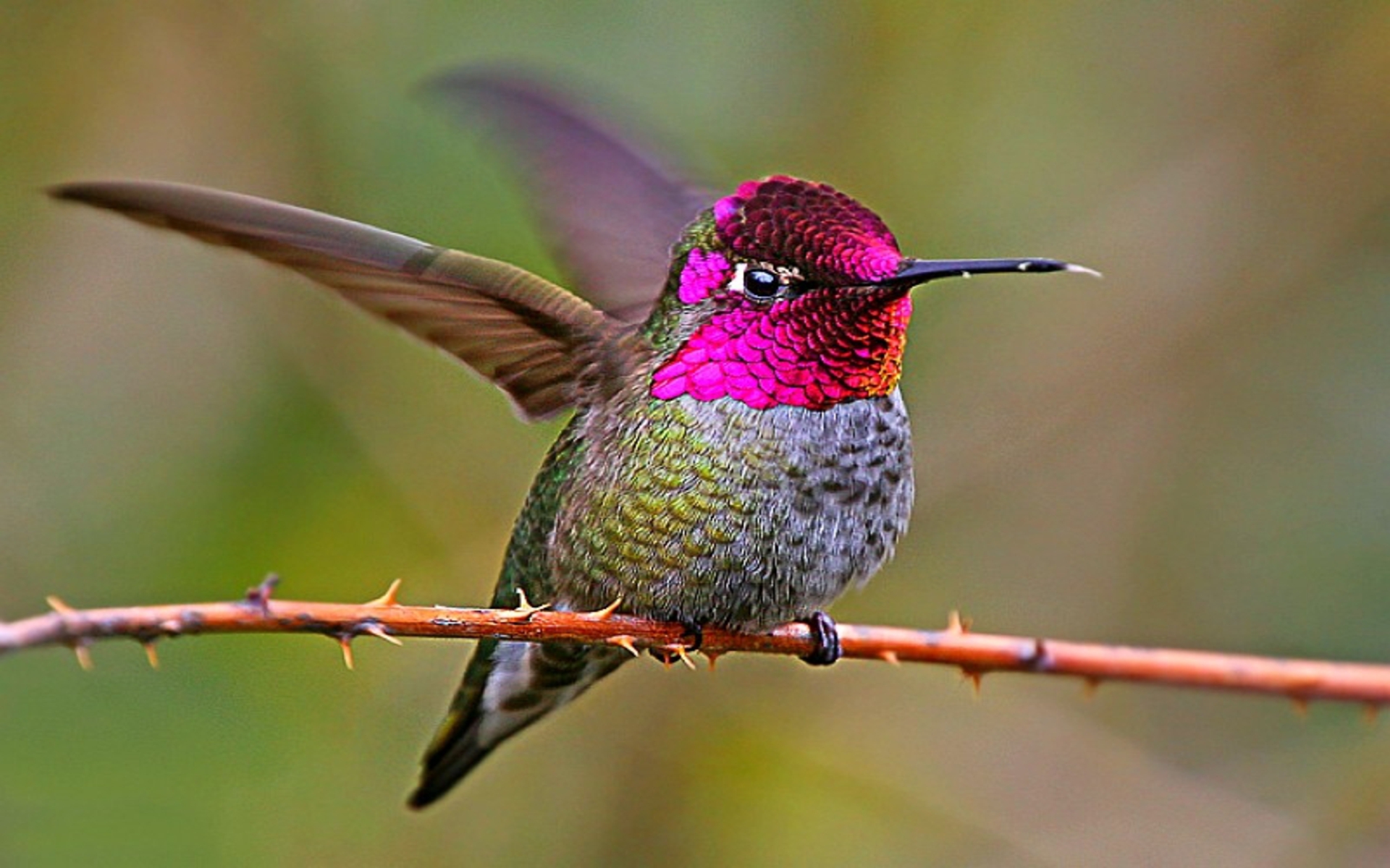 Handy-Wallpaper Tiere, Vögel, Vogel, Farben, Bunt, Kolibri kostenlos herunterladen.