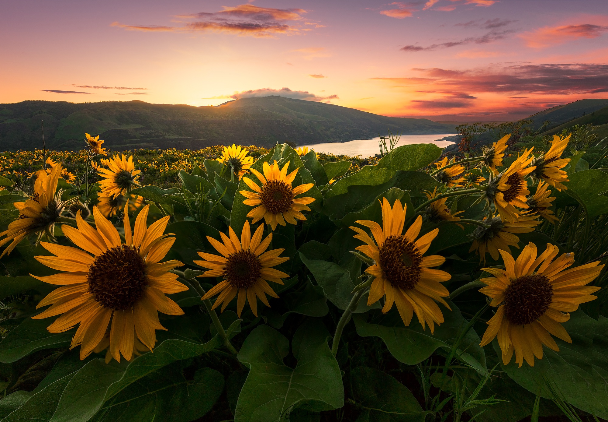 Laden Sie das Landschaft, Blumen, Blume, Sonnenaufgang, Sonnenblume, Gelbe Blume, Erde/natur-Bild kostenlos auf Ihren PC-Desktop herunter