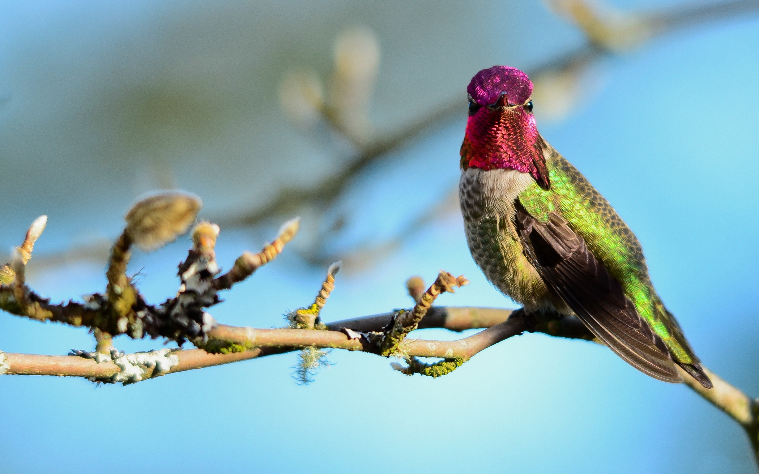 Laden Sie das Tiere, Vögel, Kolibri-Bild kostenlos auf Ihren PC-Desktop herunter