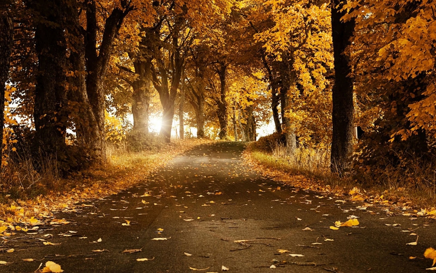PCデスクトップに自然, 秋, オレンジ, 風景画像を無料でダウンロード