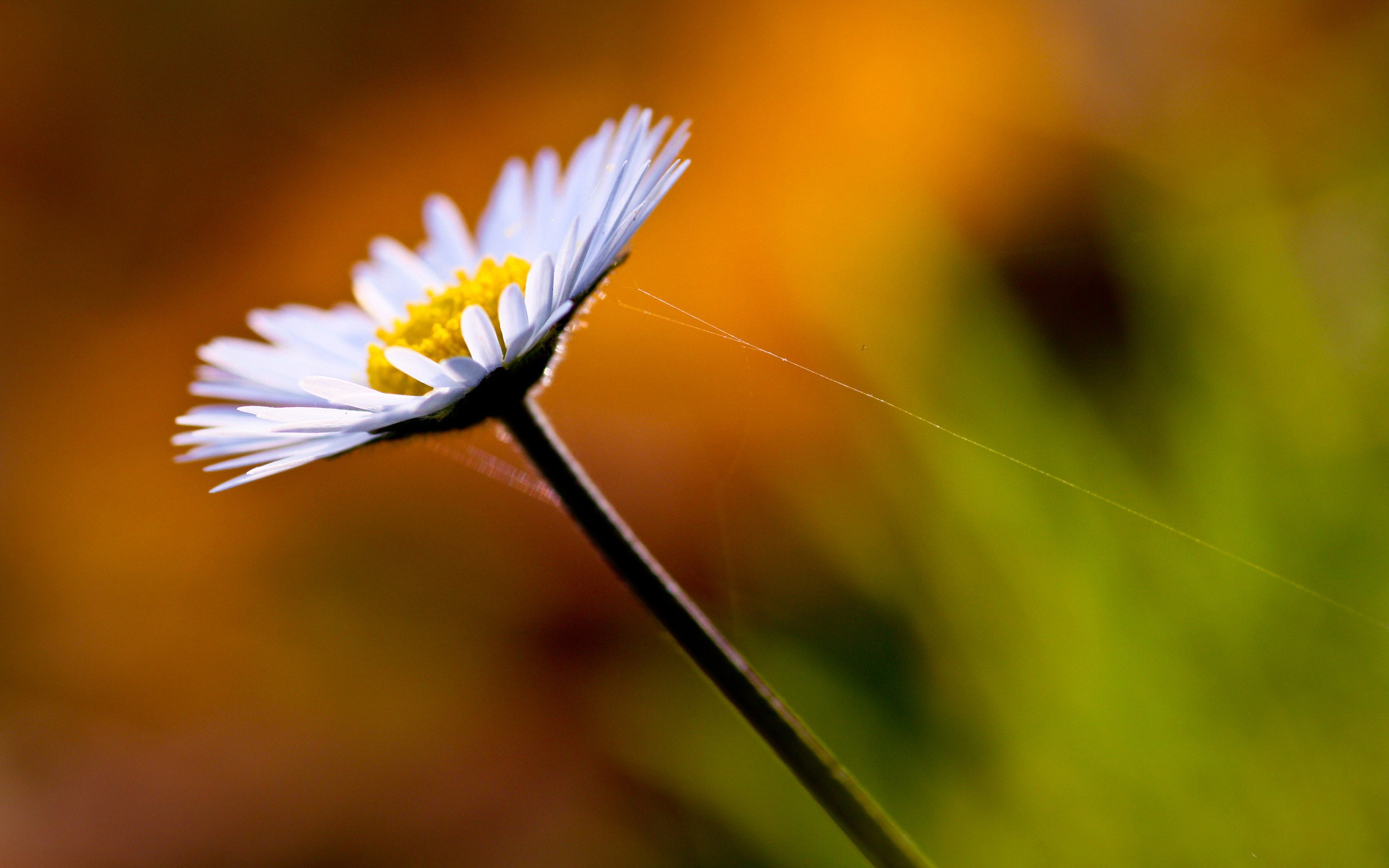 Baixe gratuitamente a imagem Flores, Margarida, Terra/natureza na área de trabalho do seu PC