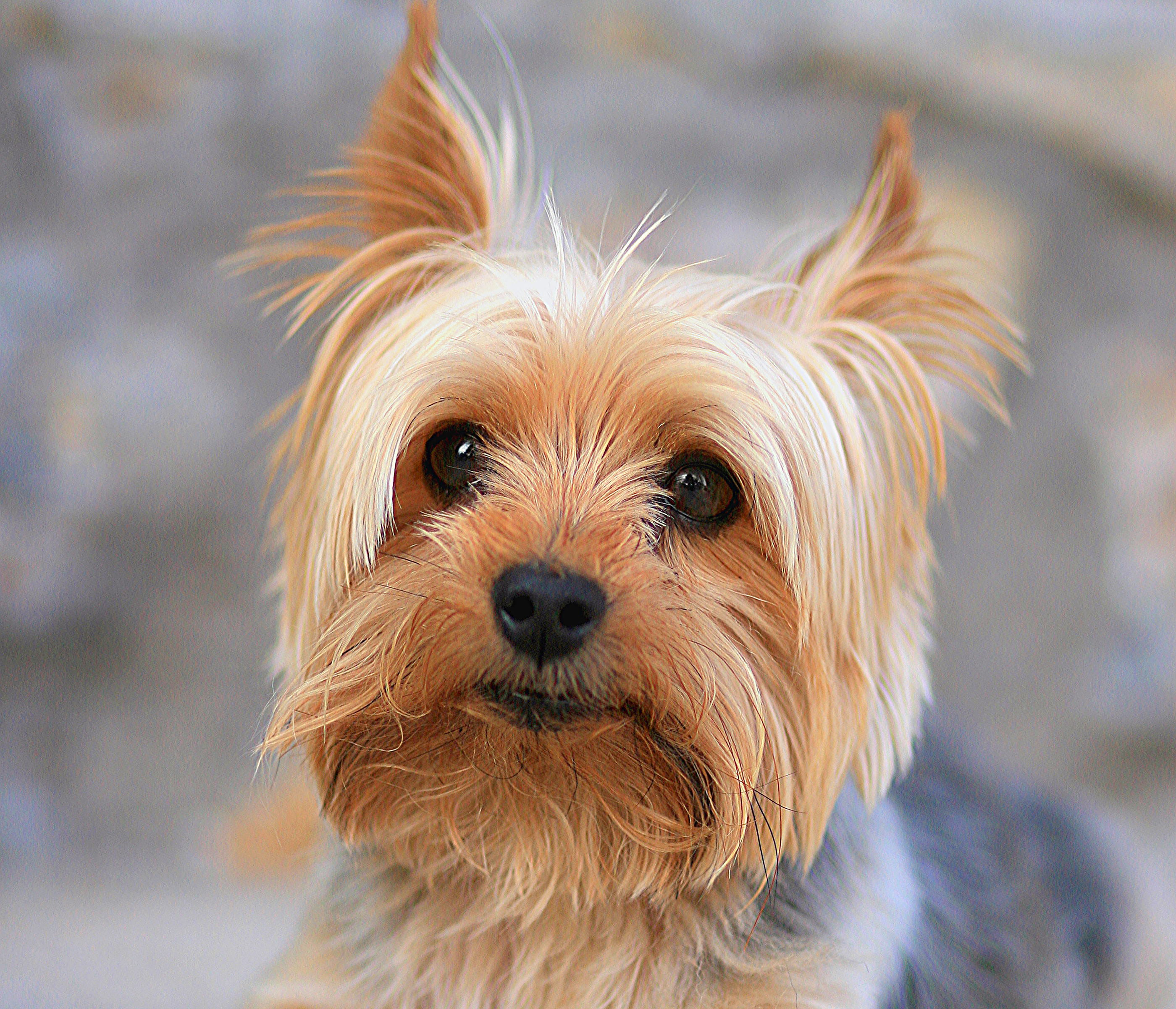 381152 descargar fondo de pantalla animales, yorkshire terrier, de cerca, perro, perros: protectores de pantalla e imágenes gratis
