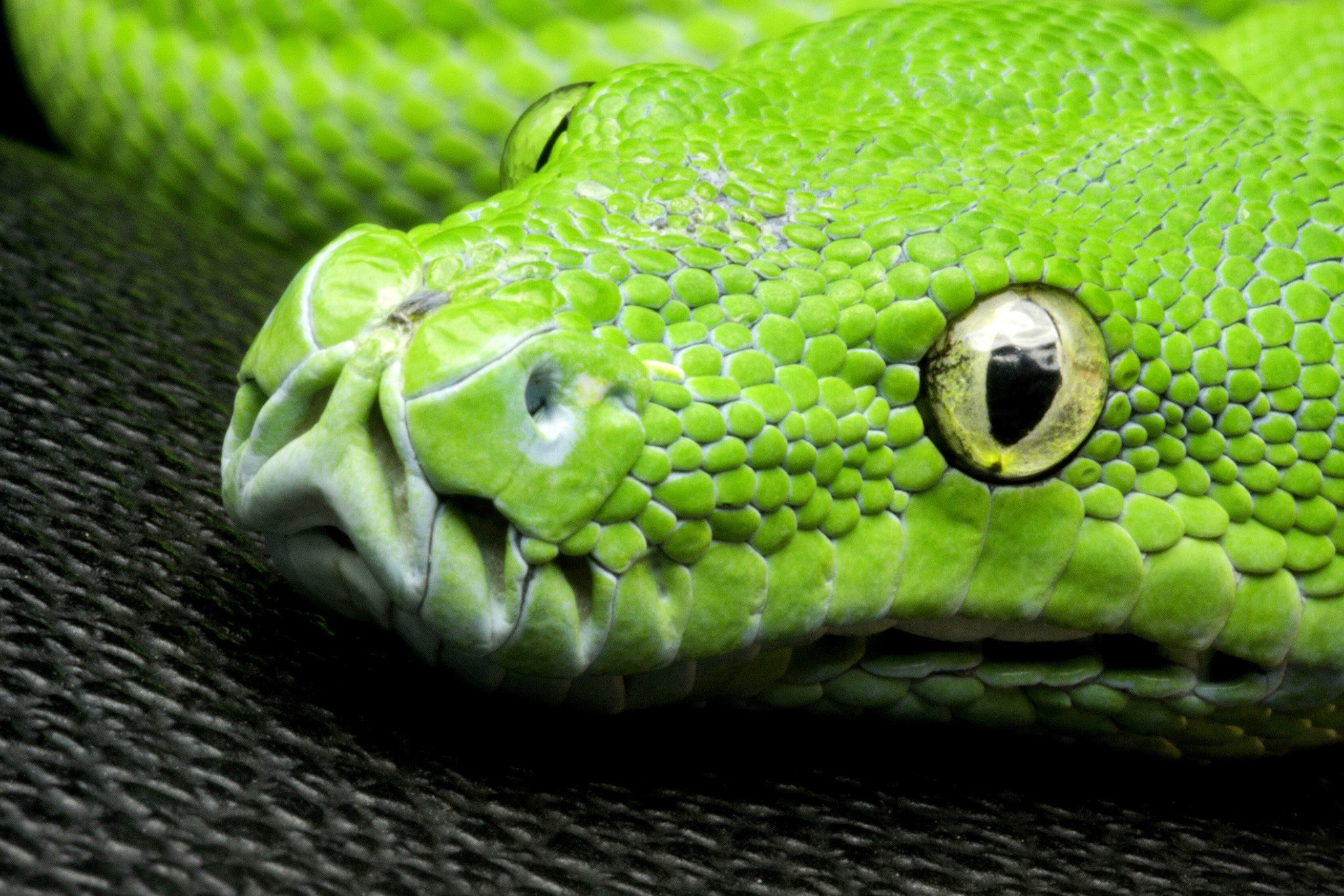 Download mobile wallpaper Python, Reptiles, Animal for free.