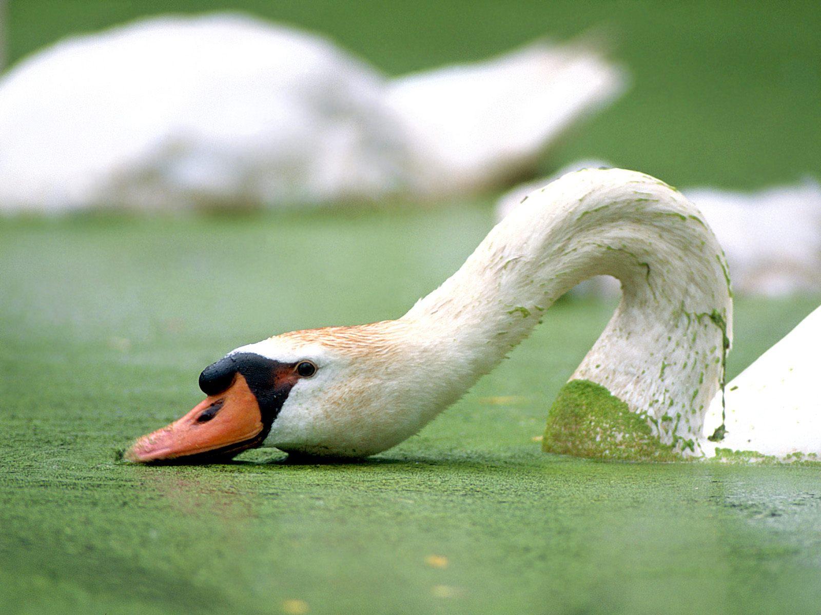 Download mobile wallpaper Swan, Mute Swan, Birds, Animal for free.