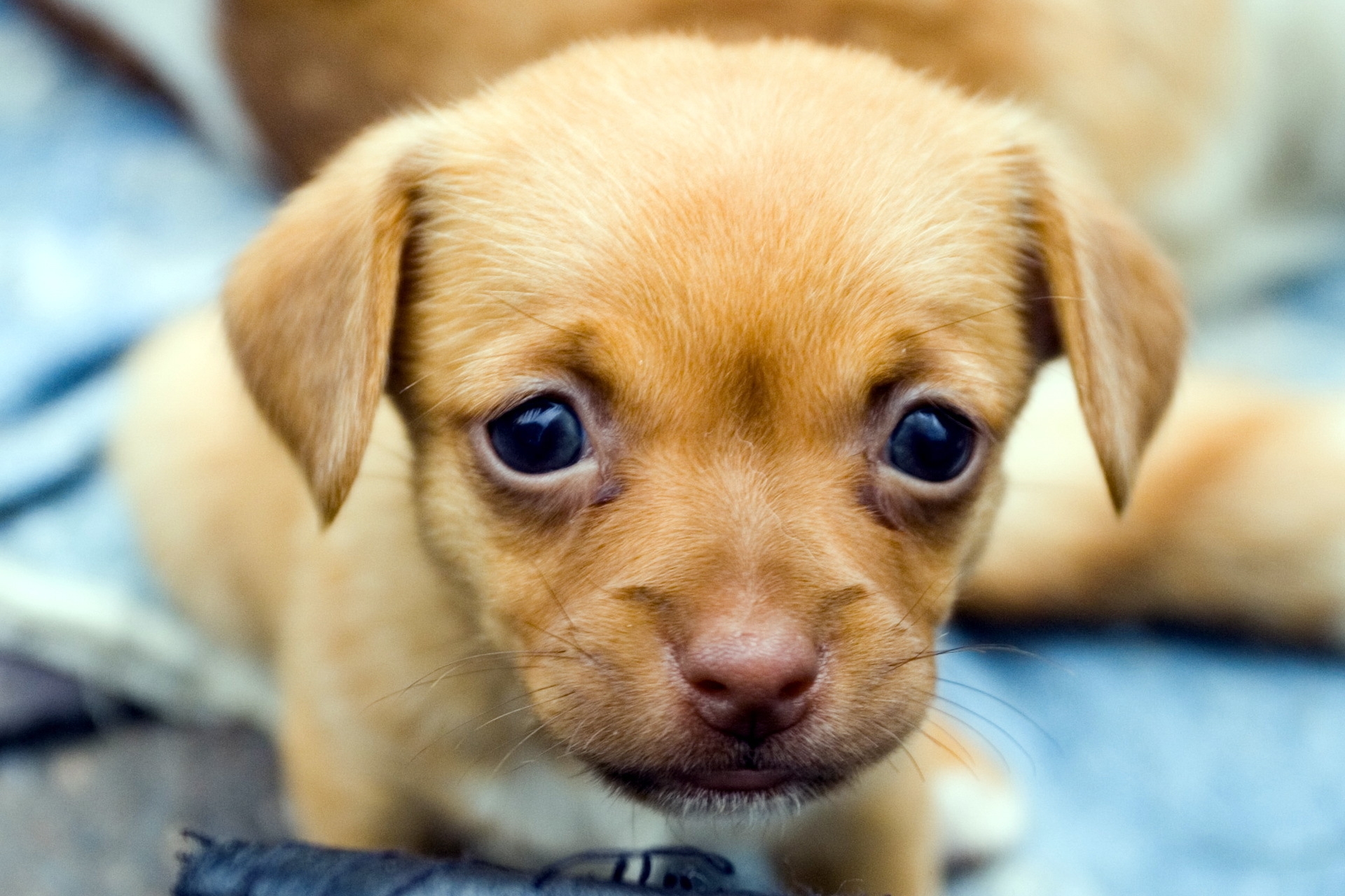animals, muzzle, eyes, puppy, kid, tot High Definition image