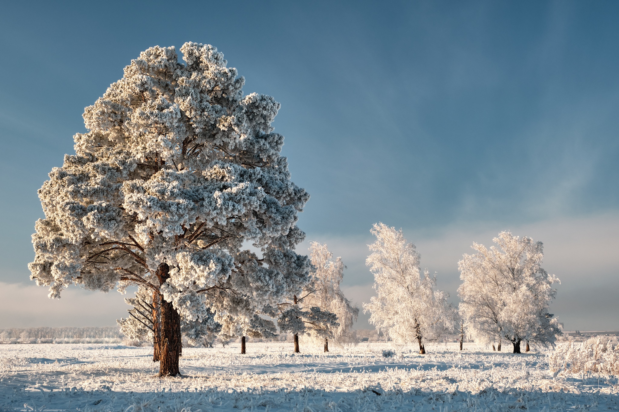 Скачать картинку Зима, Небо, Снег, Дерево, Земля/природа в телефон бесплатно.