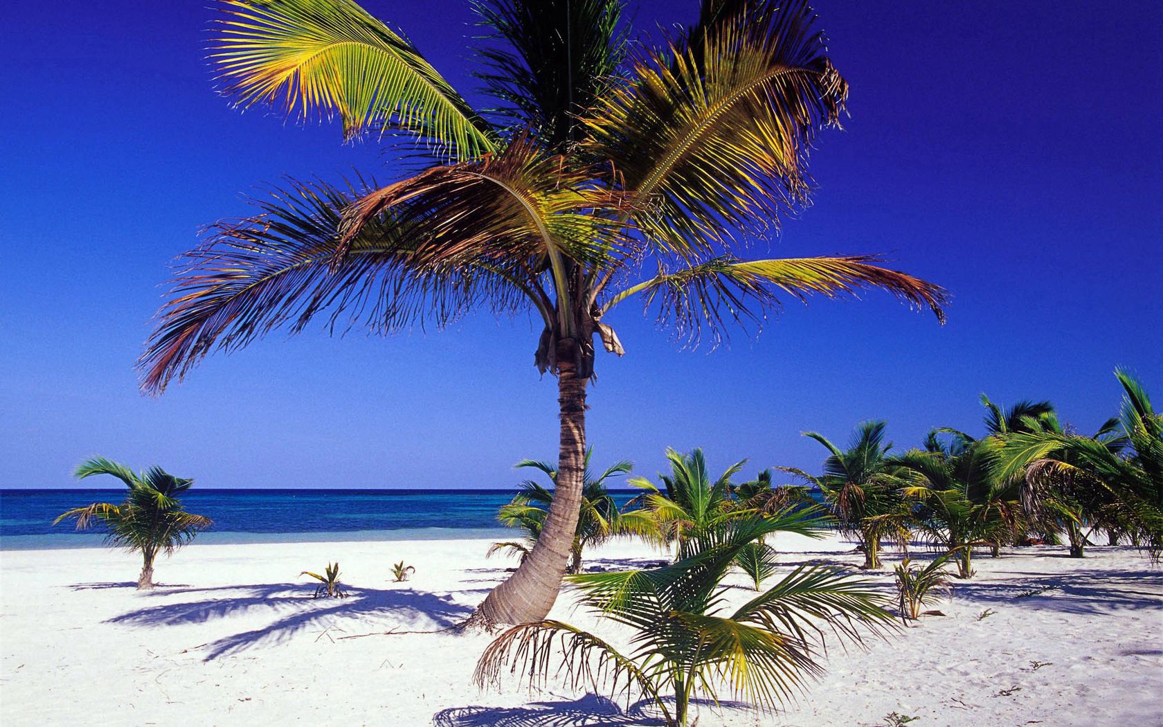 Download mobile wallpaper Bank, Shore, Palms, Nature, Tropics for free.