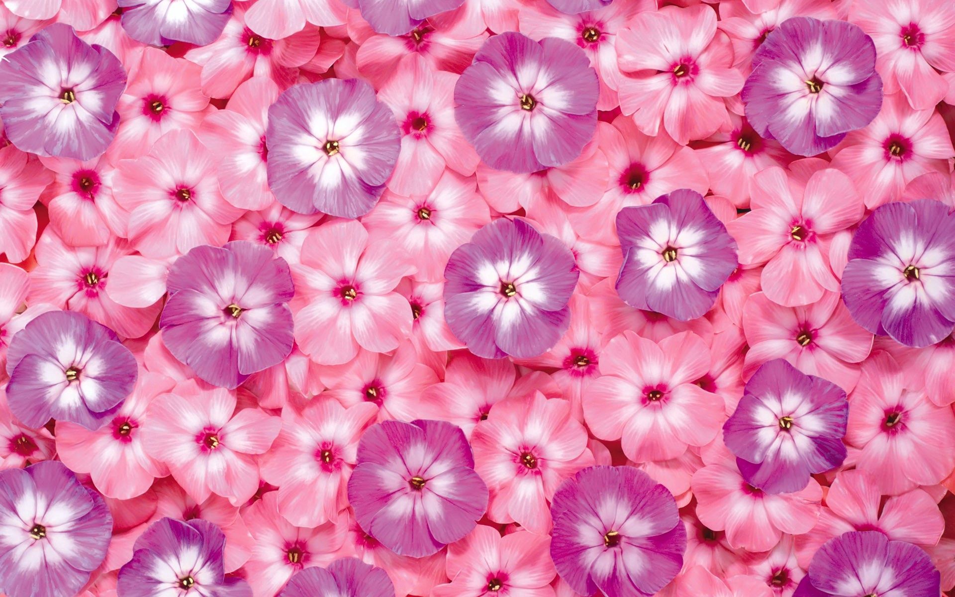 pink, bright, flowers, lilac, purple, small HD wallpaper