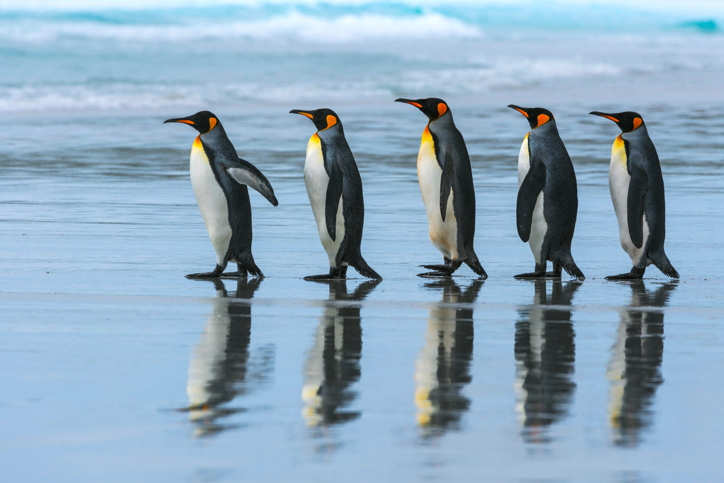 Handy-Wallpaper Tiere, Vögel, Pinguin, Spiegelung kostenlos herunterladen.