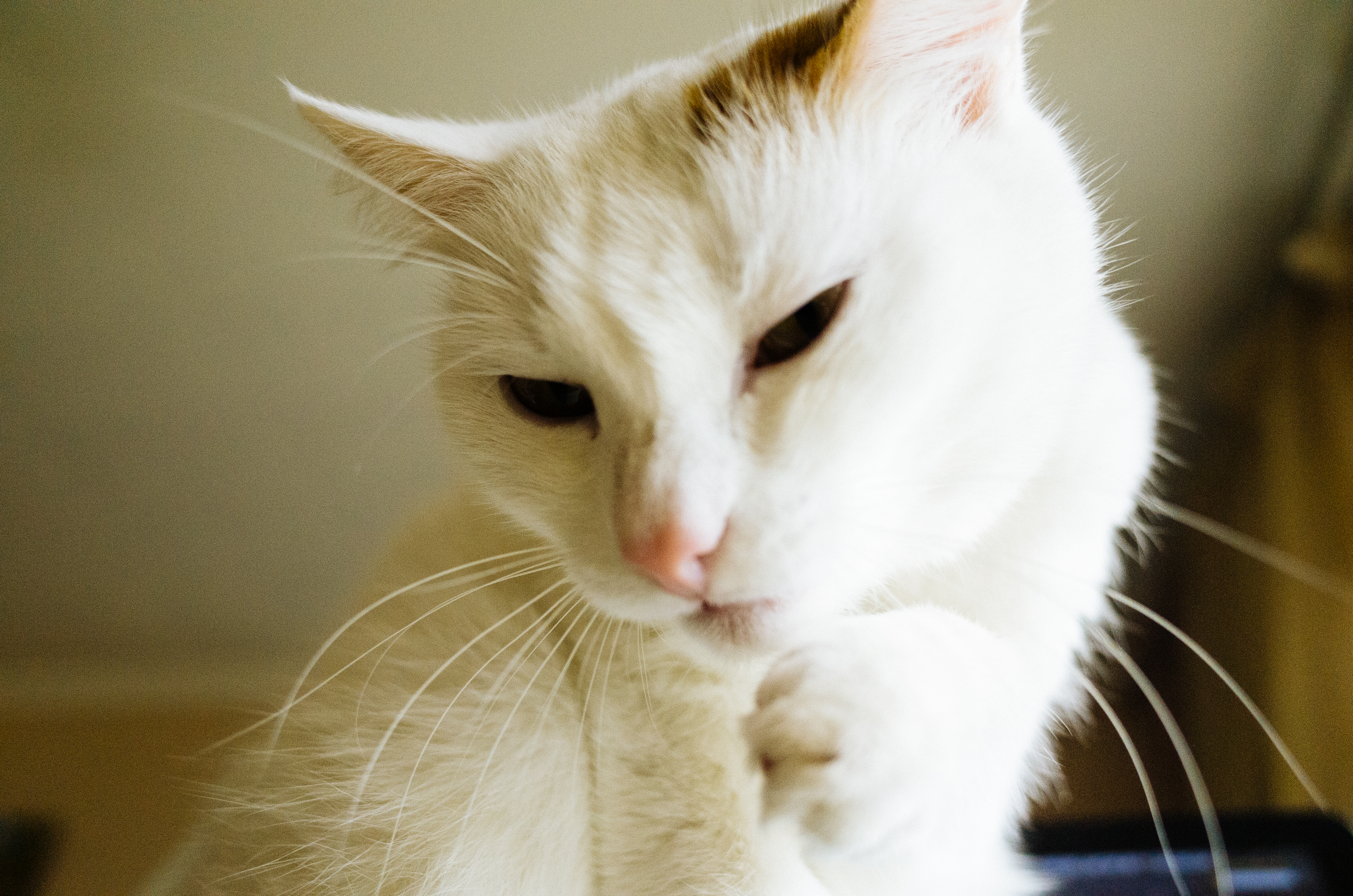 112501壁紙のダウンロード動物, ネコ, 猫, 足, ペット, 白い, おかしい, 可笑しい-スクリーンセーバーと写真を無料で