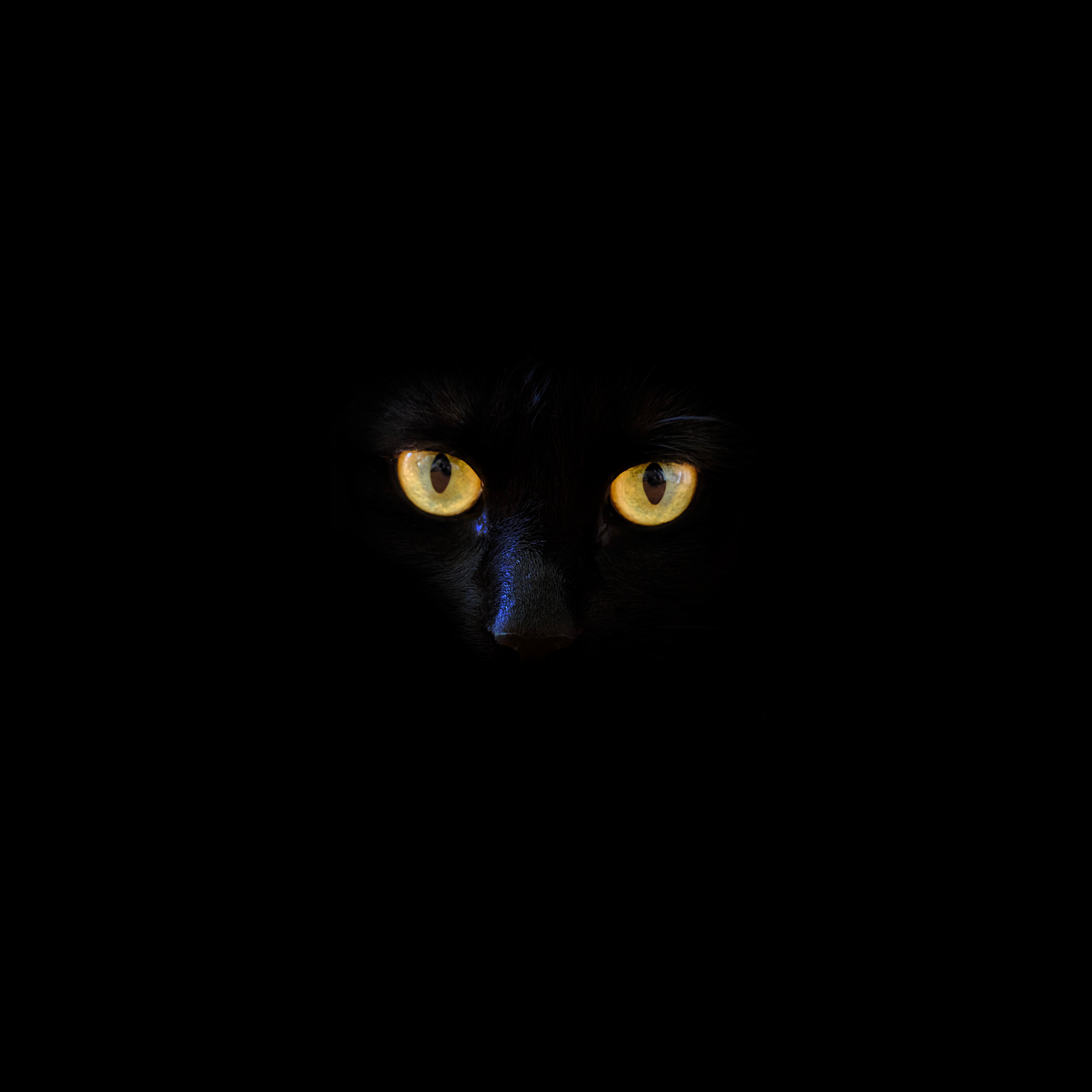 78528 скачать картинку черный кот, глаза, темнота, черные, кот - обои и заставки бесплатно