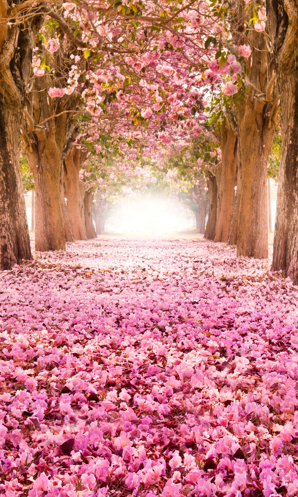 Baixar papel de parede para celular de Sakura, Parque, Árvore, Florescer, Floração, Primavera, Terra/natureza gratuito.