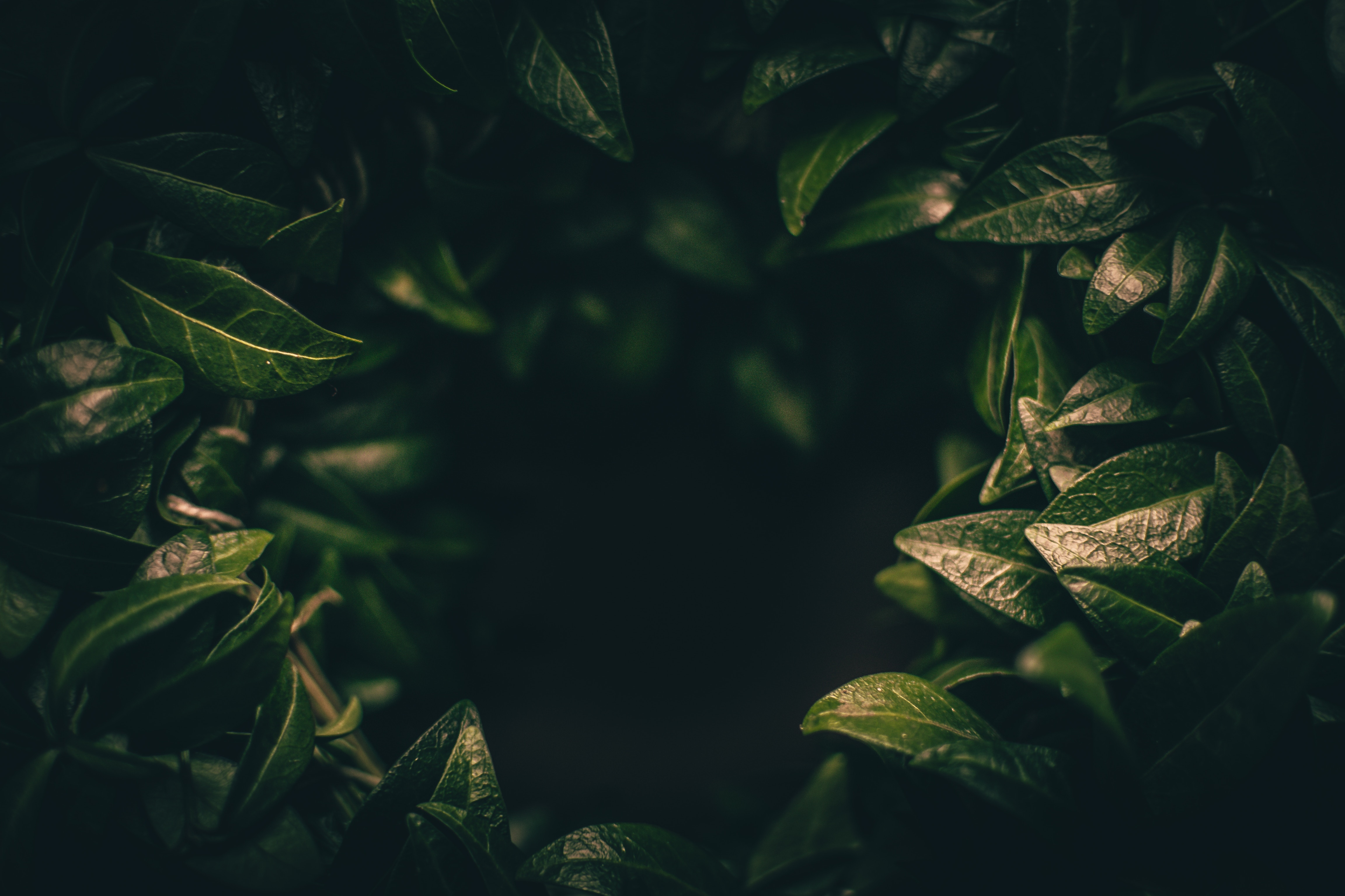 Free download wallpaper Leaves, Blur, Smooth, Nature, Plant, Close Up, Dark on your PC desktop