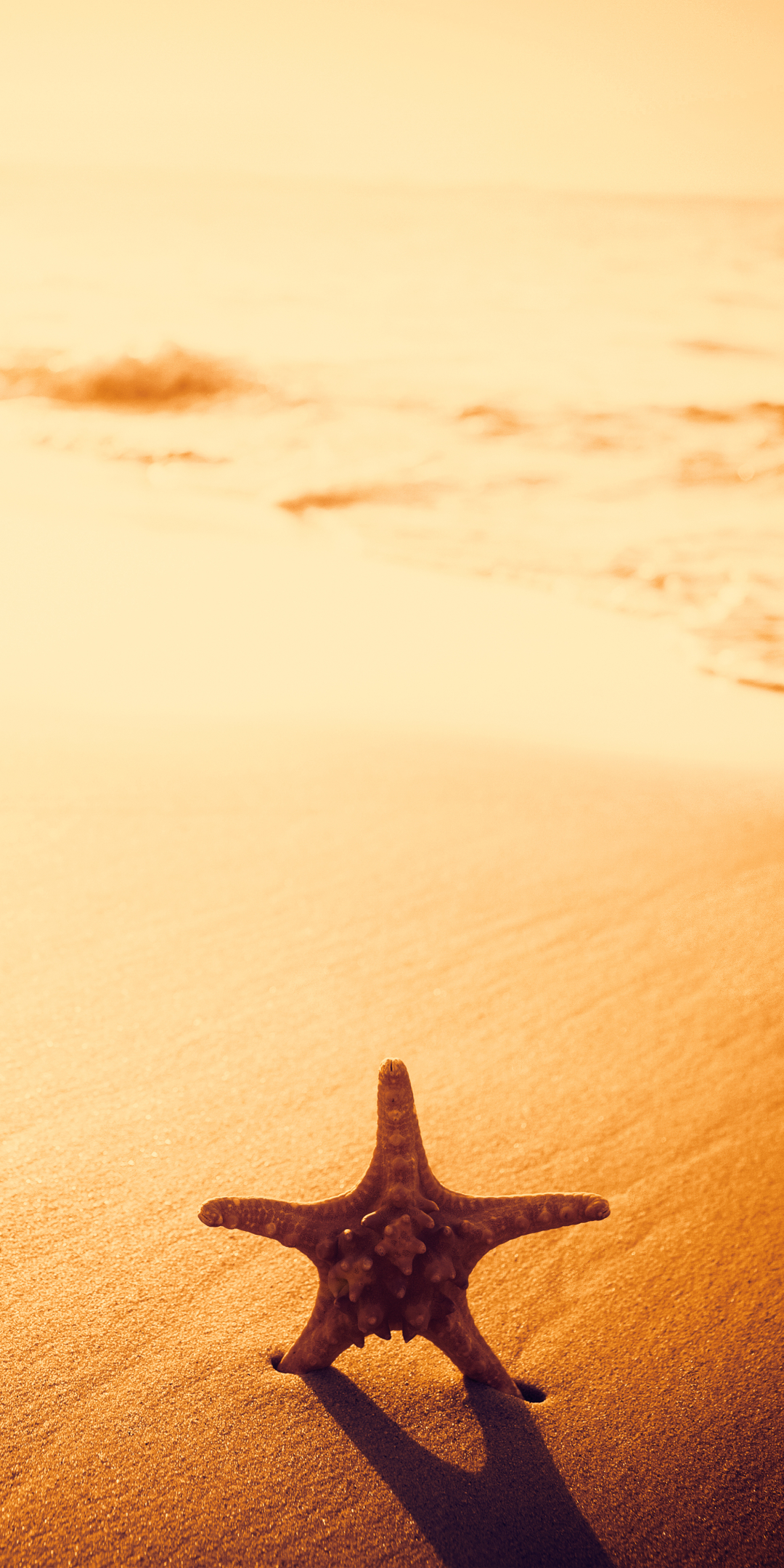 Descarga gratuita de fondo de pantalla para móvil de Animales, Playa, Arena, Estrella De Mar, Océano, Atardecer, Puesta De Sol.