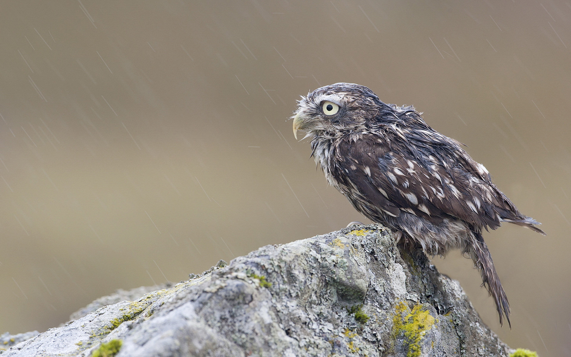 Free download wallpaper Owl, Animal on your PC desktop