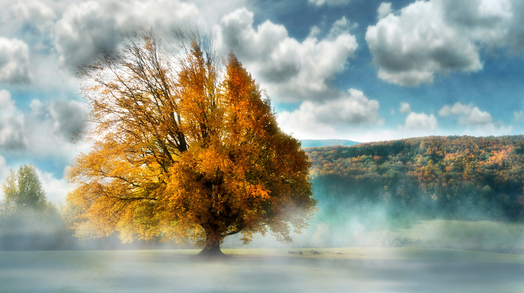 Descarga gratis la imagen Árboles, Otoño, Árbol, Niebla, Tierra/naturaleza, Árbol Solitario en el escritorio de tu PC