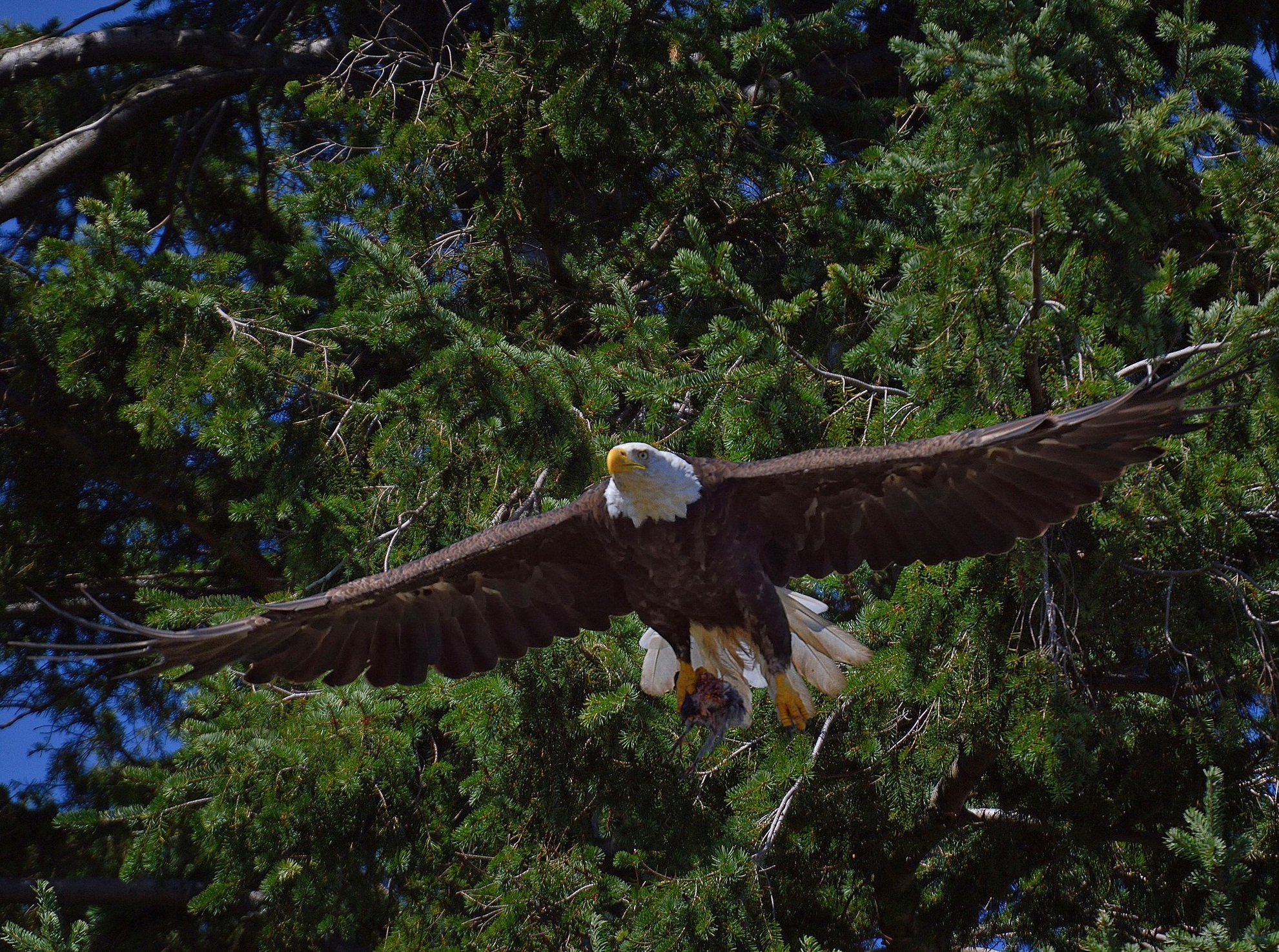 white headed eagle, bald eagle, animals, trees, bird, predator, flight 4K