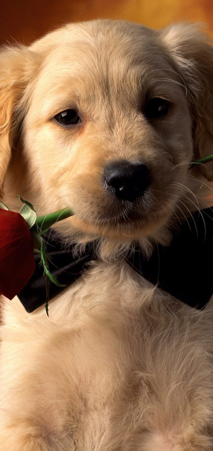 Download mobile wallpaper Dogs, Animal, Puppy, Golden Retriever, Cute for free.