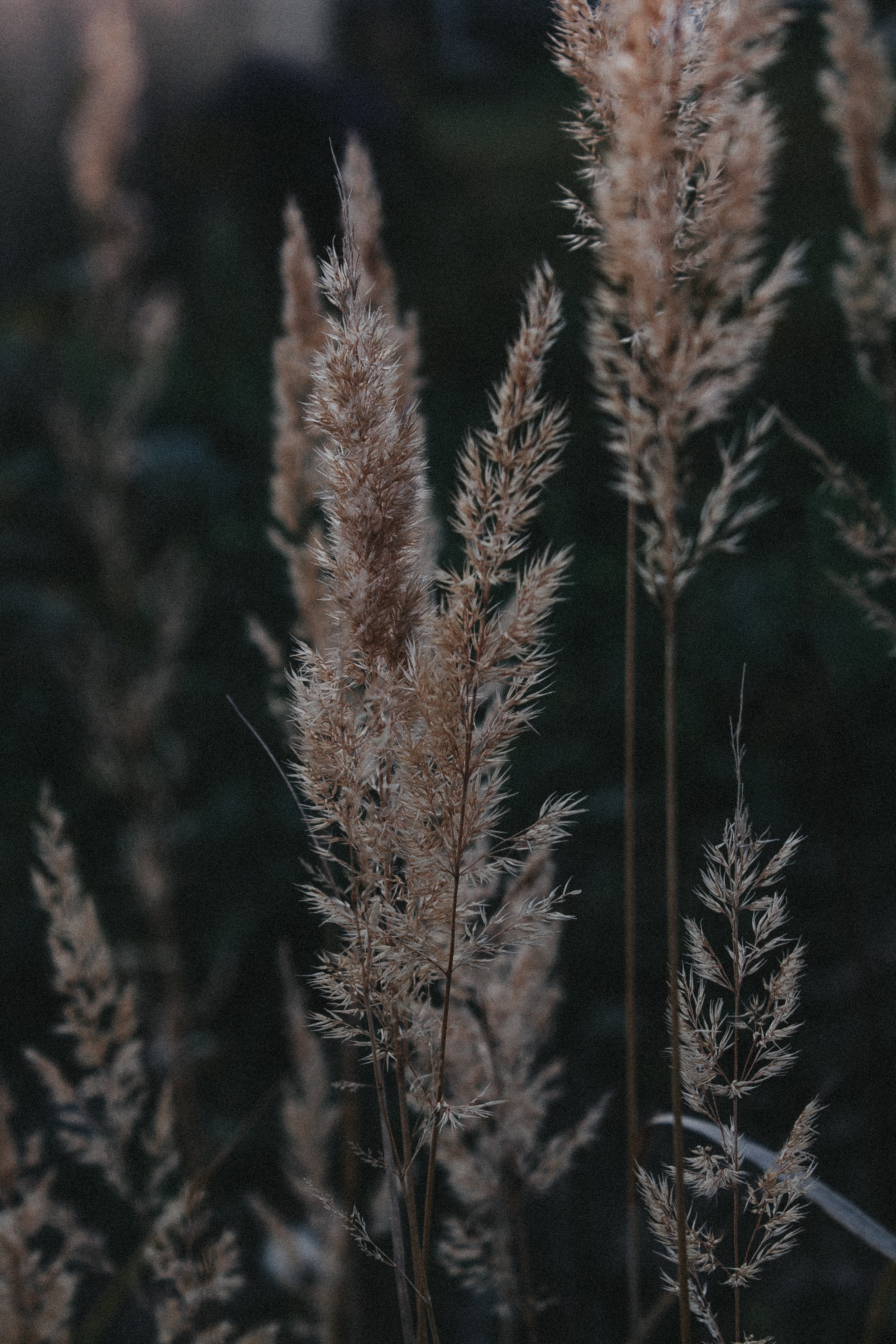 Download mobile wallpaper Ears, Grass, Spikes, Dry, Plant, Nature for free.