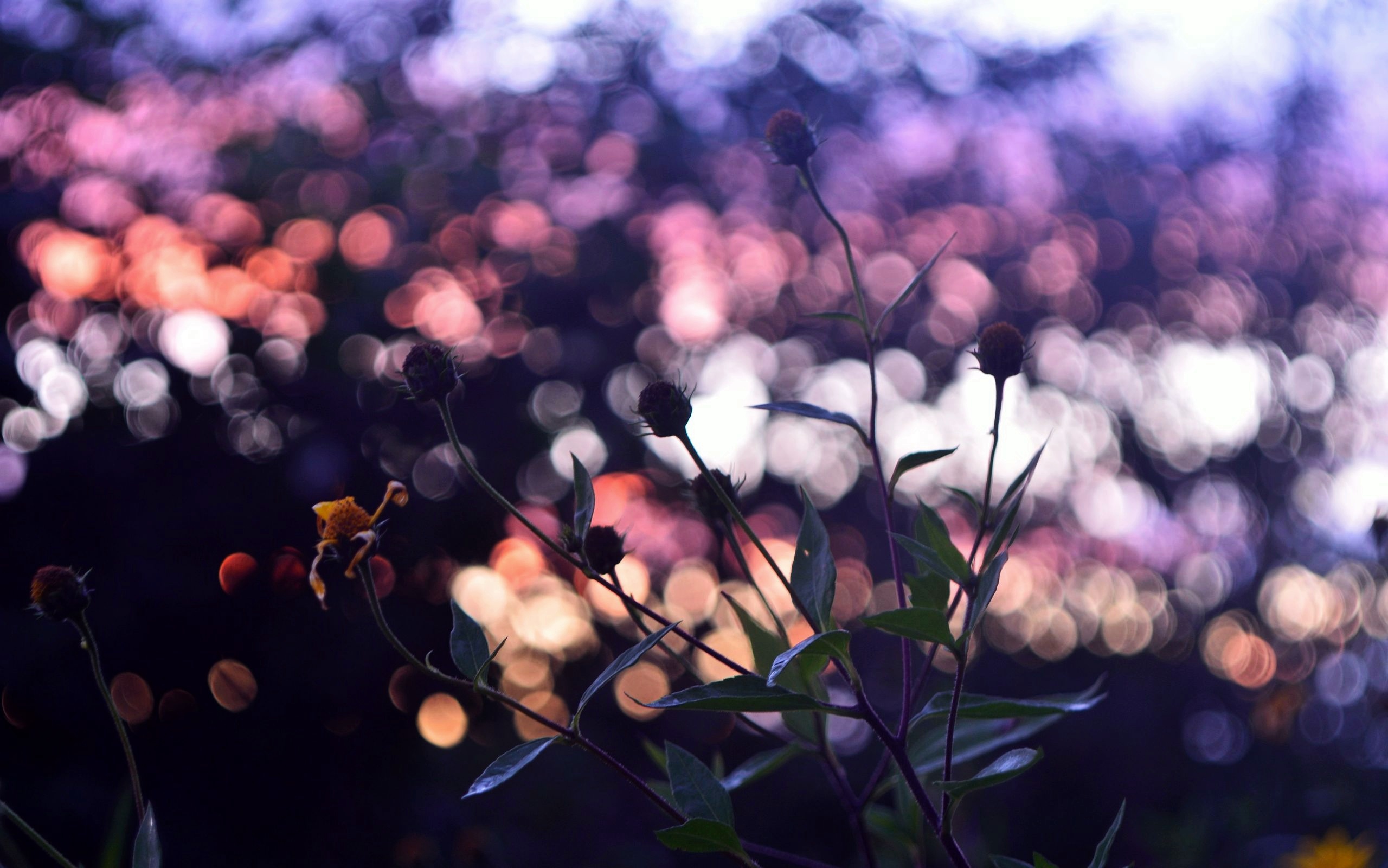 Téléchargez gratuitement l'image Fleurs, Fleur, Terre/nature sur le bureau de votre PC