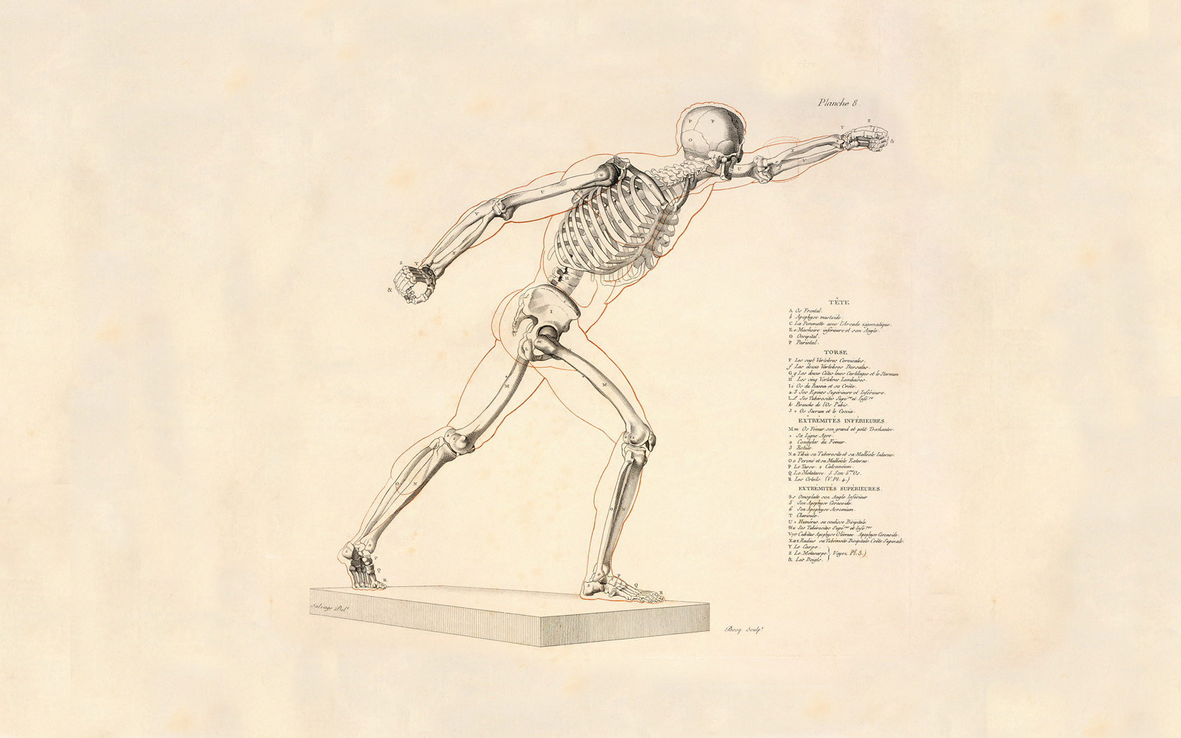 245292 descargar imagen anatomía, esqueleto, artístico: fondos de pantalla y protectores de pantalla gratis