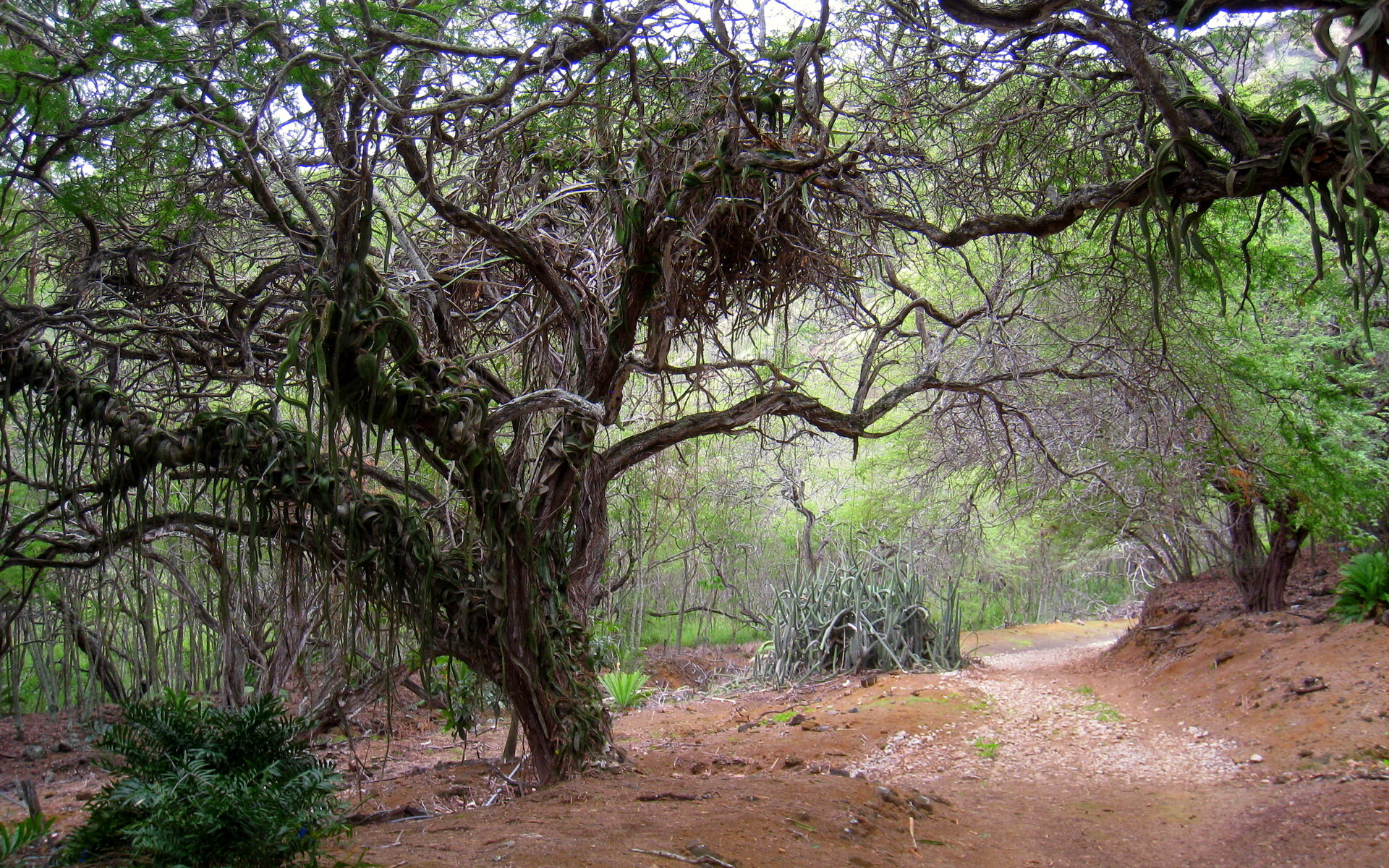 Descarga gratis la imagen Camino, Tierra/naturaleza en el escritorio de tu PC