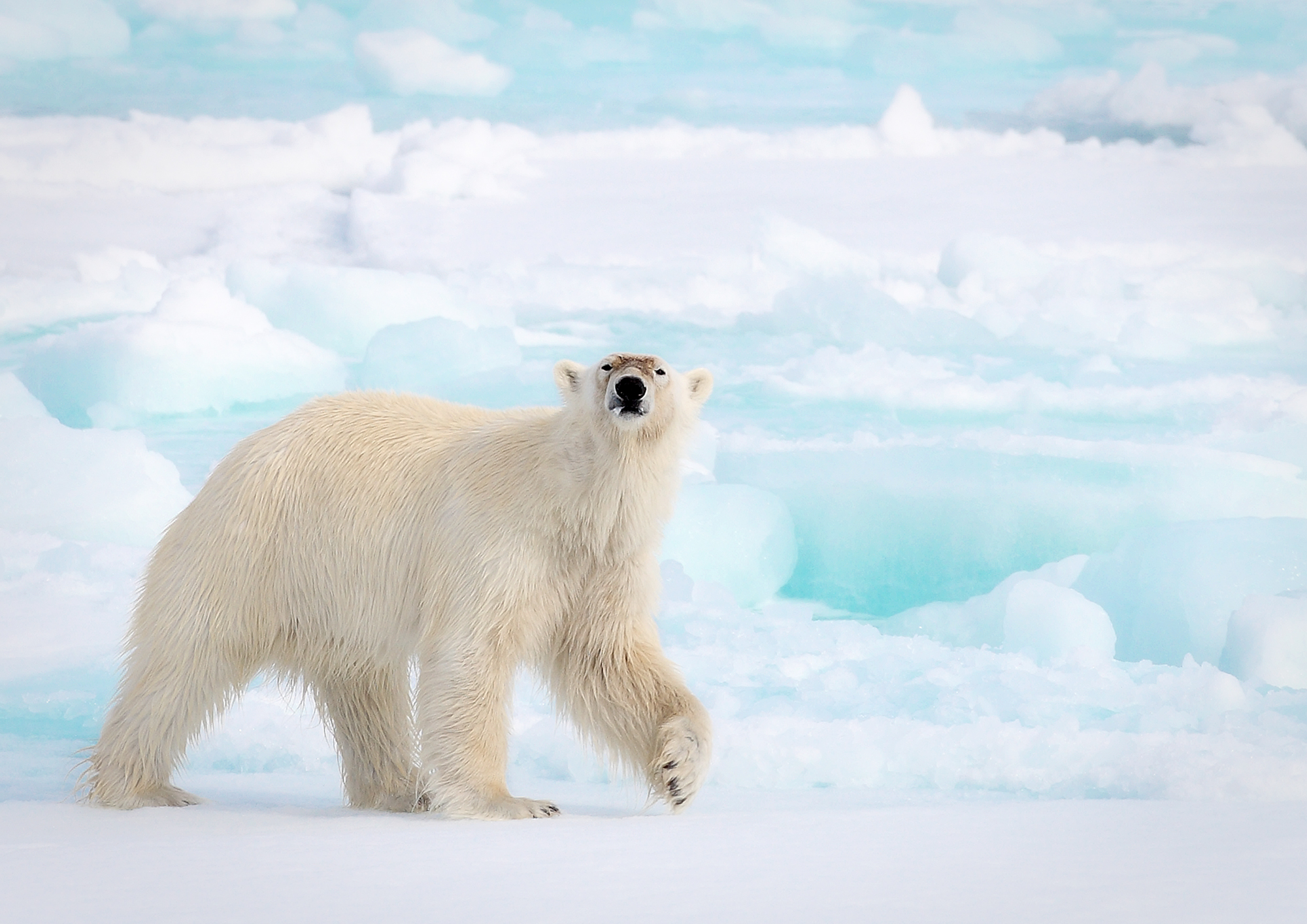 Baixe gratuitamente a imagem Animais, Gelo, Urso, Urso Polar, Ursos na área de trabalho do seu PC