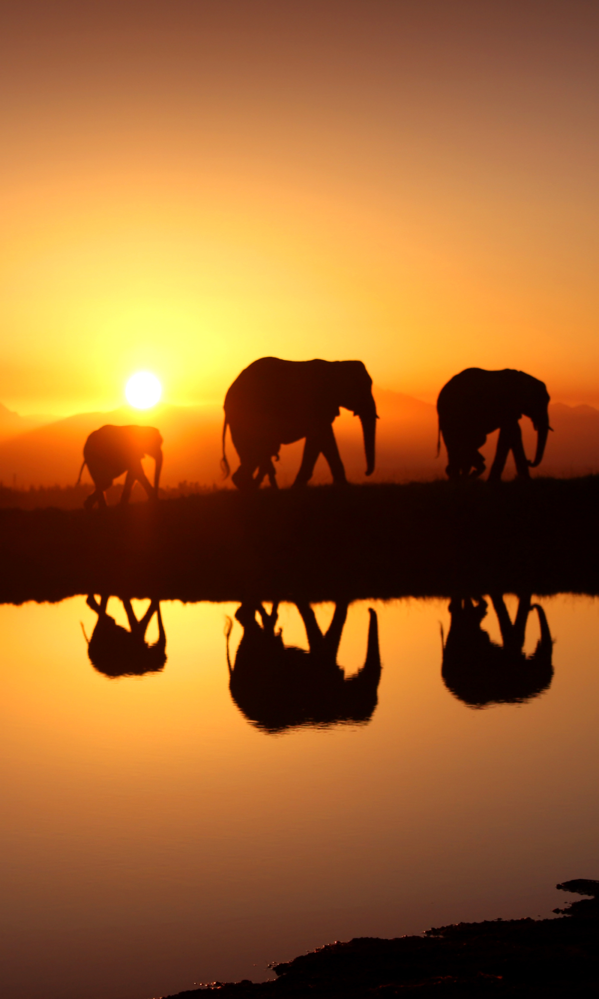 Download mobile wallpaper Elephants, Animal, African Bush Elephant for free.