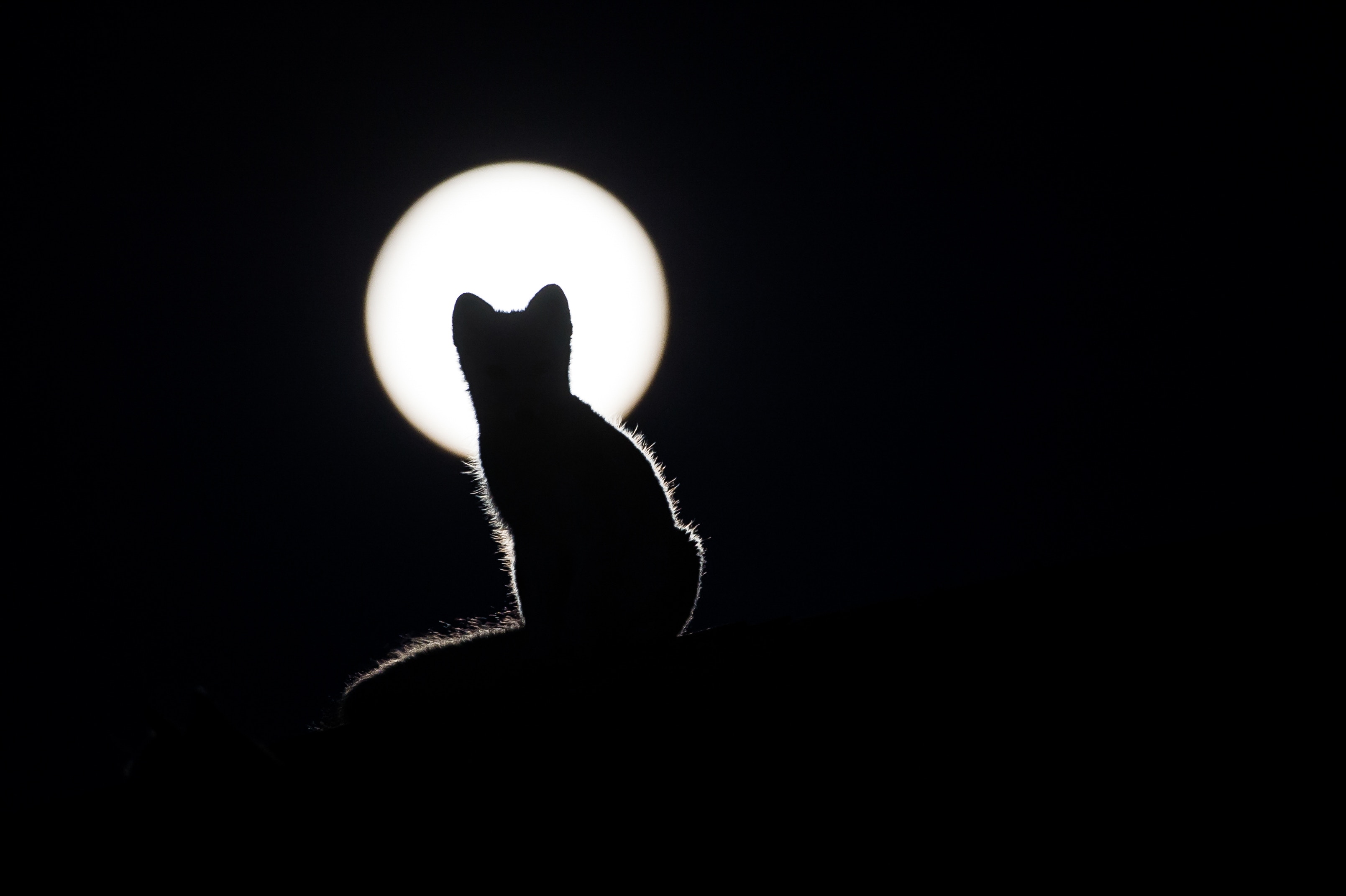 cat, moon, black, silhouette, kitty, kitten 4K
