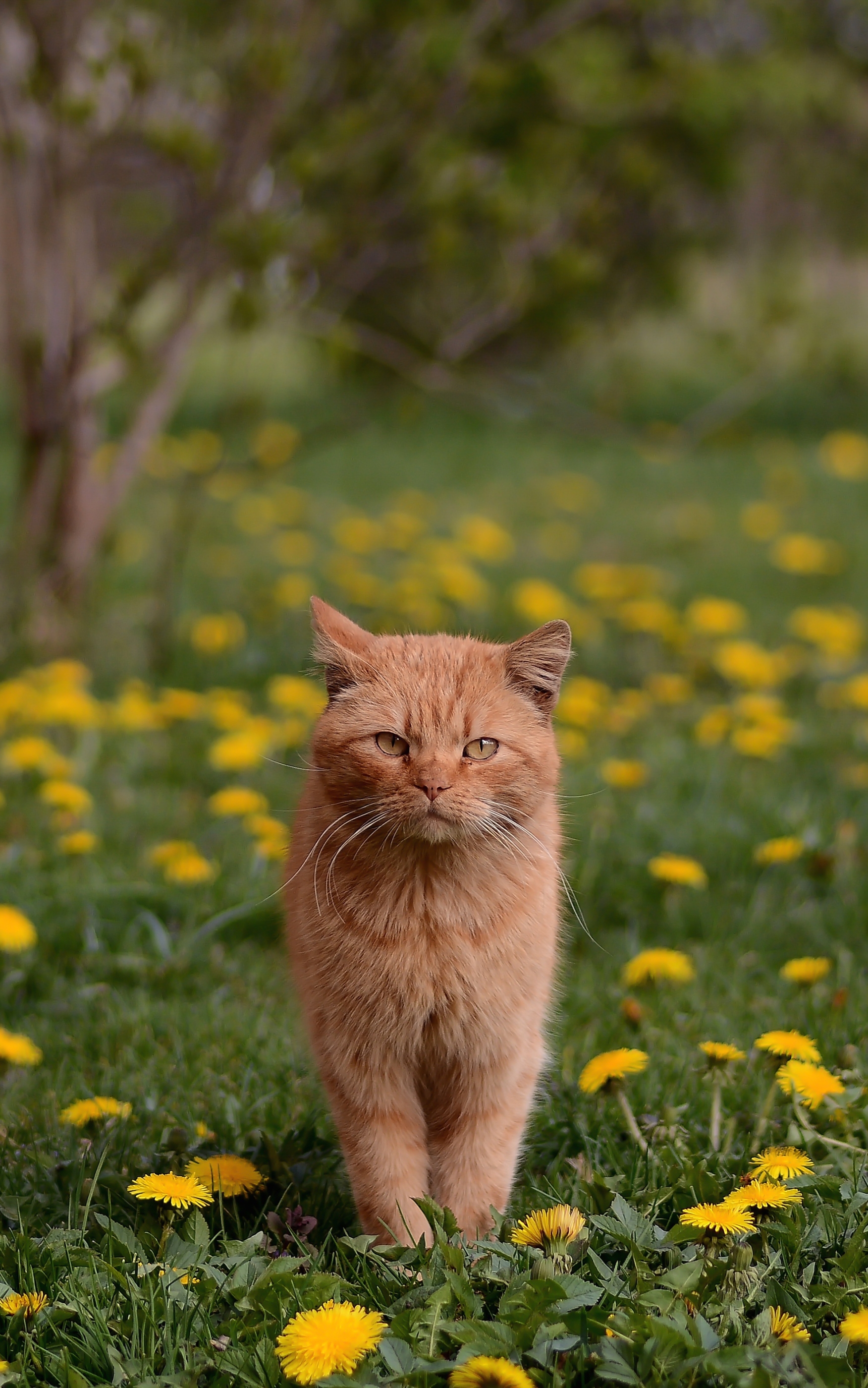 Download mobile wallpaper Cats, Cat, Animal, Dandelion for free.