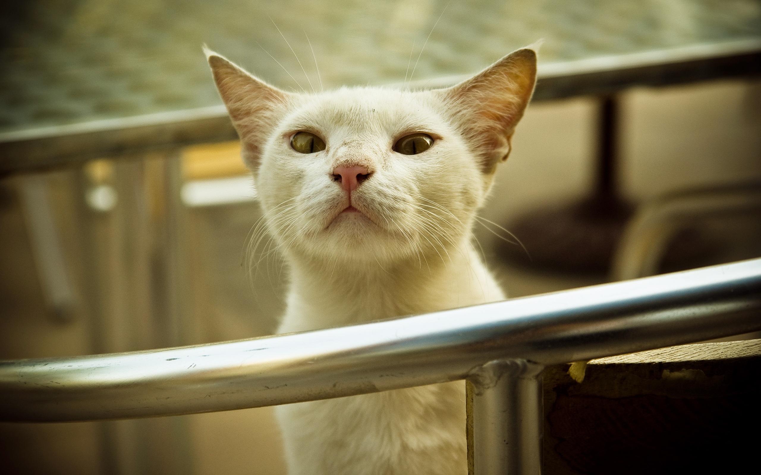 Baixe gratuitamente a imagem Gato, Gatos, Animais na área de trabalho do seu PC