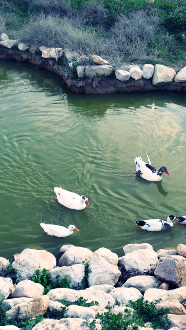 Descarga gratuita de fondo de pantalla para móvil de Naturaleza, Lagos, Lago, Pájaro, Pato, Ave, Argelia, Tierra/naturaleza.