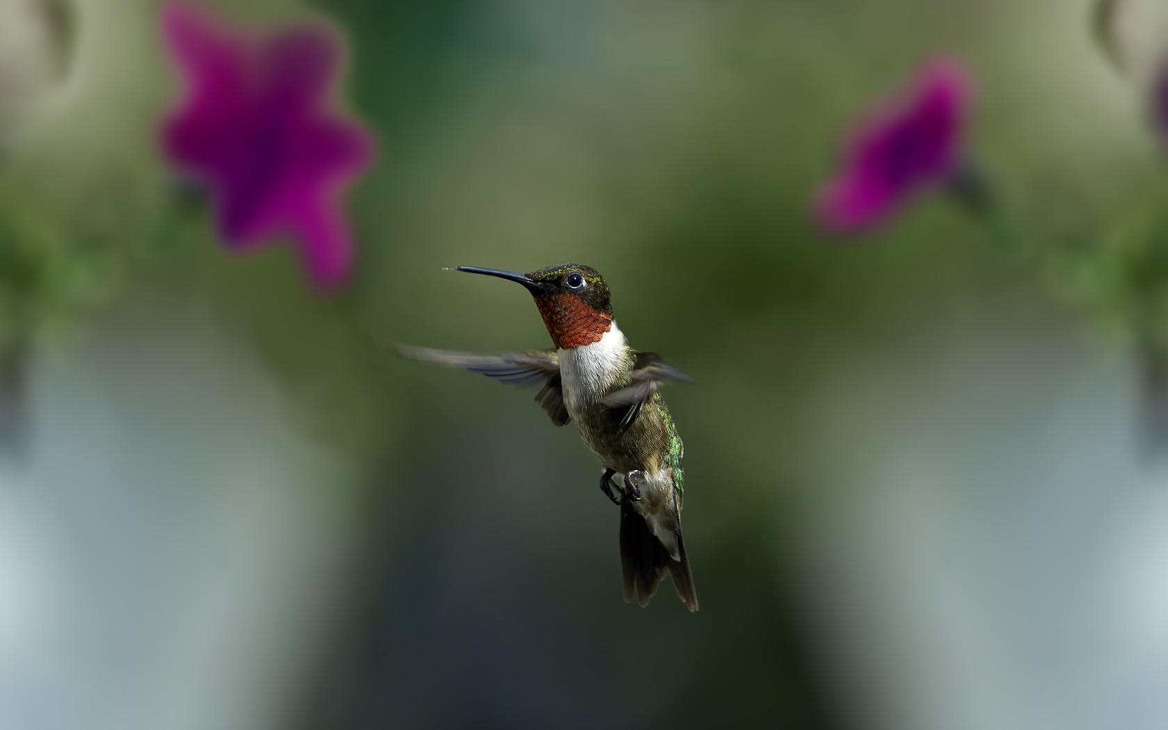 Handy-Wallpaper Kolibri, Vögel, Tiere kostenlos herunterladen.