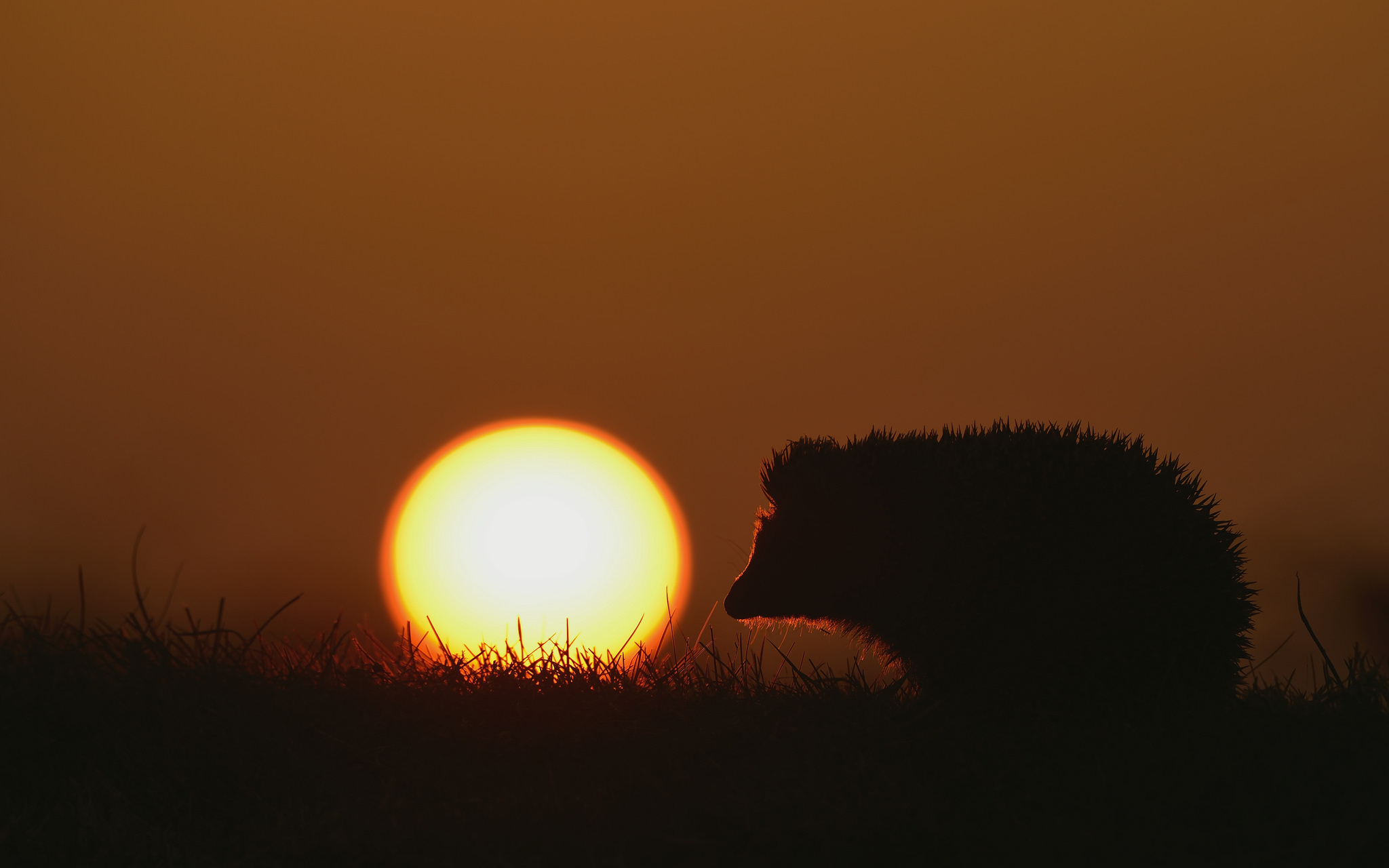Download mobile wallpaper Sunset, Grass, Silhouette, Animal, Hedgehog for free.
