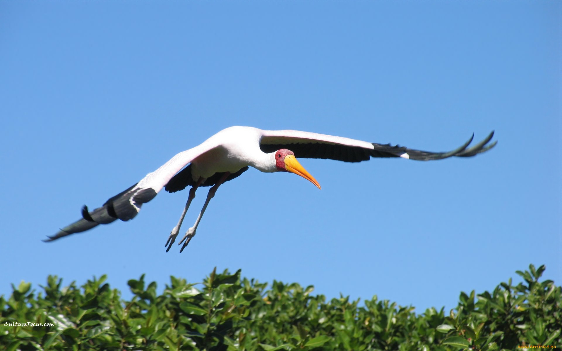 Téléchargez des papiers peints mobile Oiseau, Des Oiseaux, Animaux gratuitement.