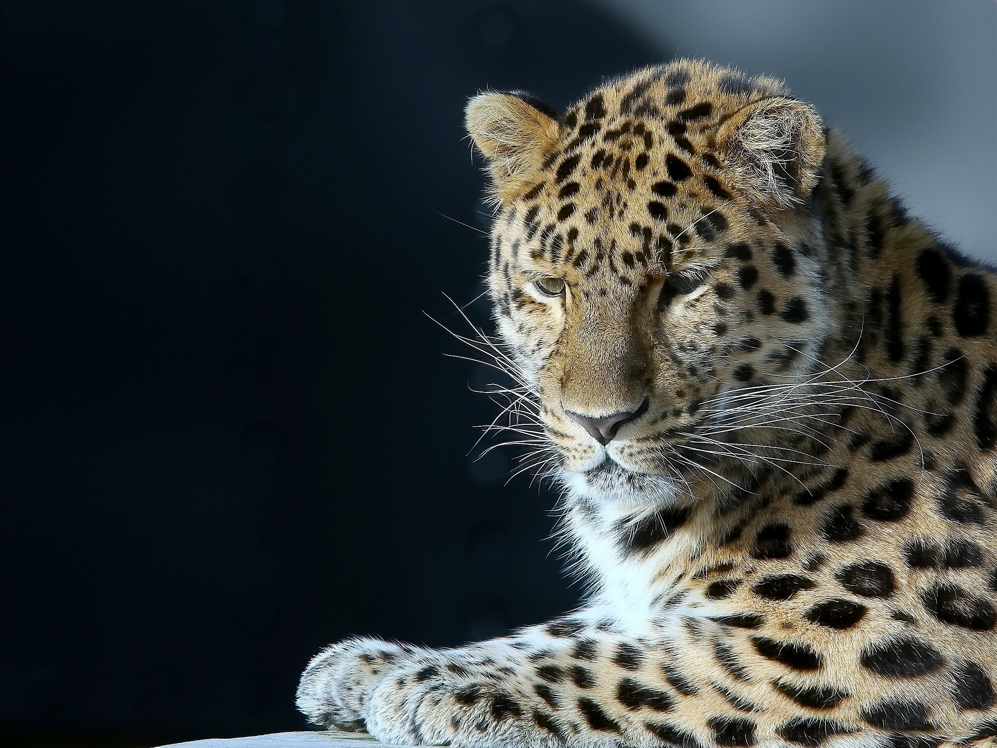 Descarga gratuita de fondo de pantalla para móvil de Animales, Gatos, Leopardo.