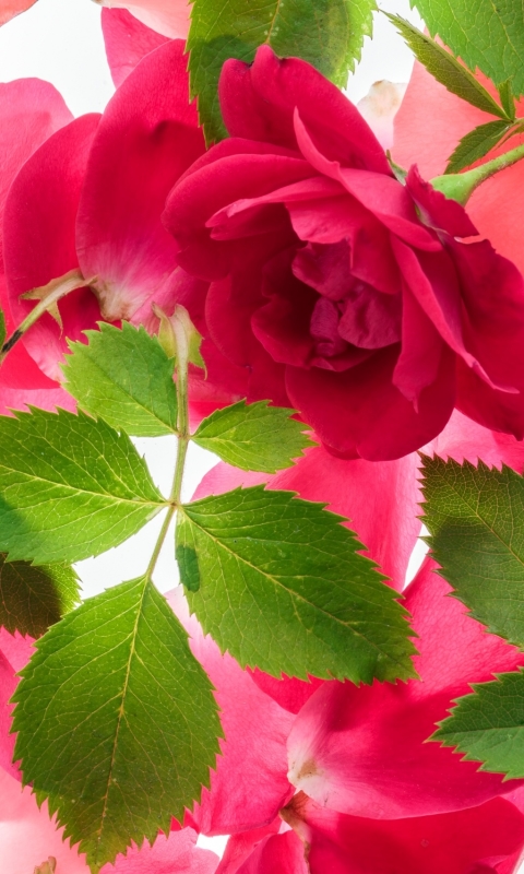 Handy-Wallpaper Blumen, Rose, Blatt, Blütenblatt, Erde/natur, Pinke Blume, Pinke Rose kostenlos herunterladen.