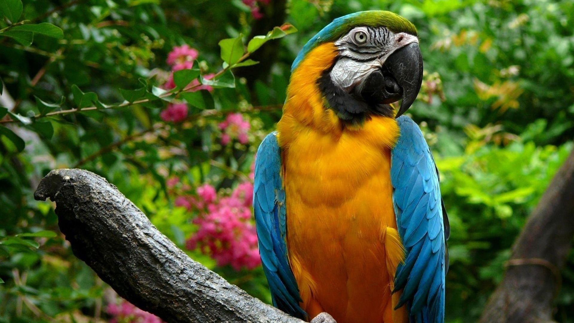 Descarga gratuita de fondo de pantalla para móvil de Animales, Pájaro, Guacamayo Azul Y Amarillo.