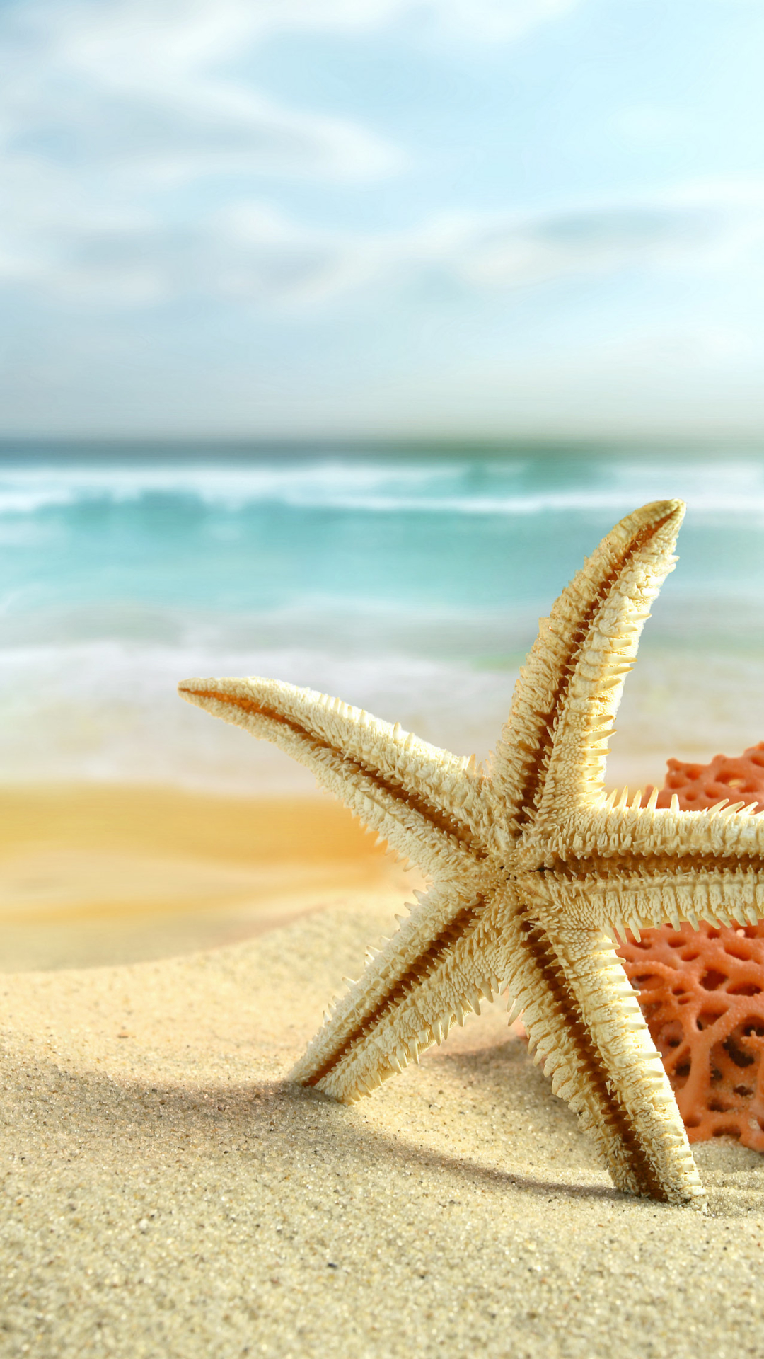 Download mobile wallpaper Starfish, Animal for free.