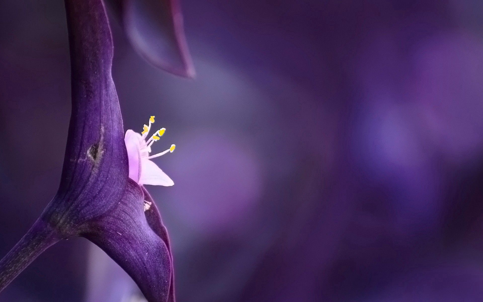 petals, flower, plant, macro, light, light coloured 1080p
